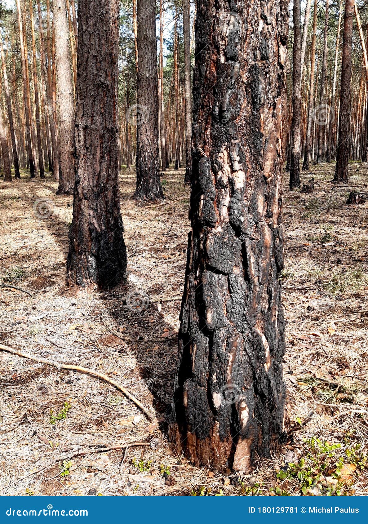 pine forest damaged by fire burned undergrowth and tree trunks, however, trees grow and nothing happened to them tanned trunk