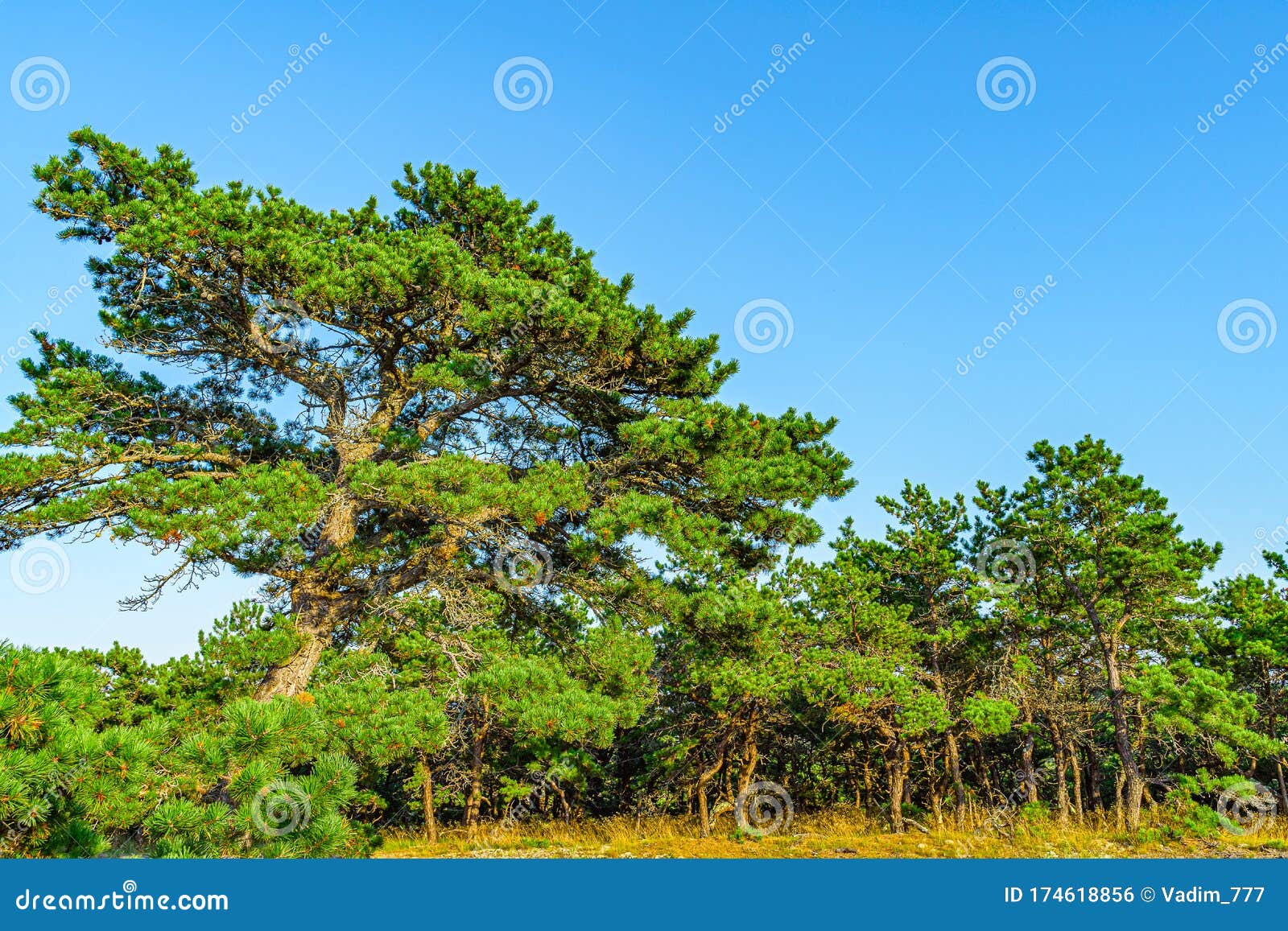 pine forest on dunes, ecoregion pine wasteland, cape cod massachusetts, us