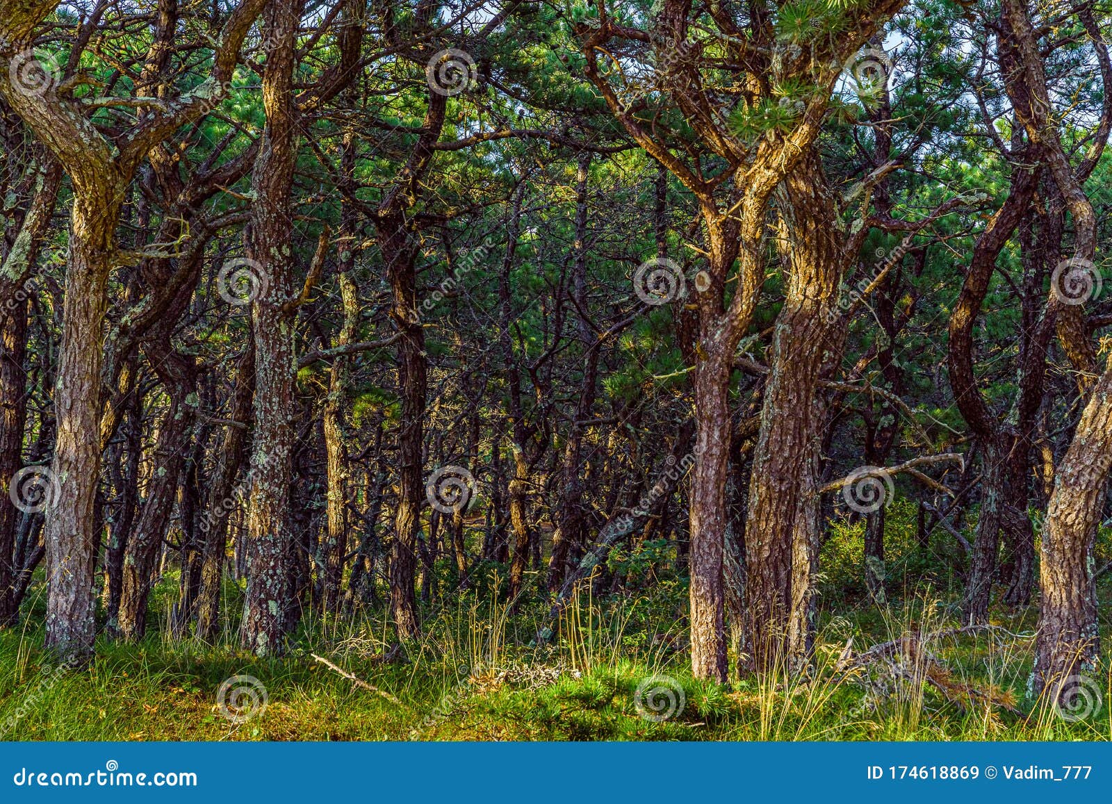 pine forest on dunes, ecoregion pine wasteland, cape cod massachusetts, us