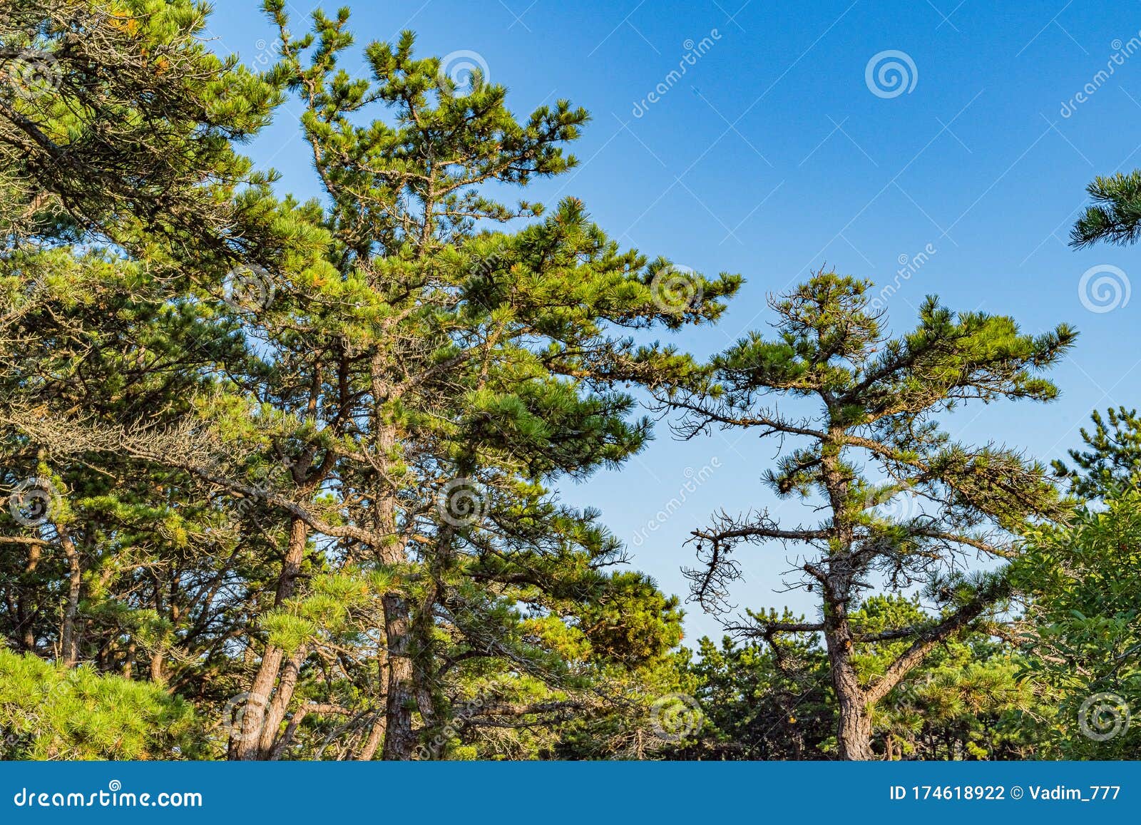 Pine Forest On Dunes, Ecoregion Pine Wasteland, Cape Cod