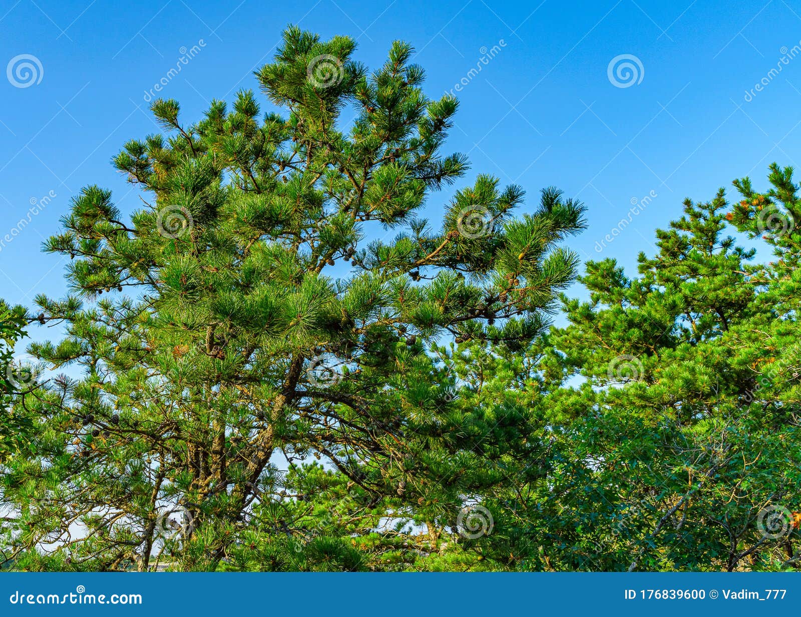 pine forest on dunes, ecoregion pine wasteland, cape cod massachusetts, us