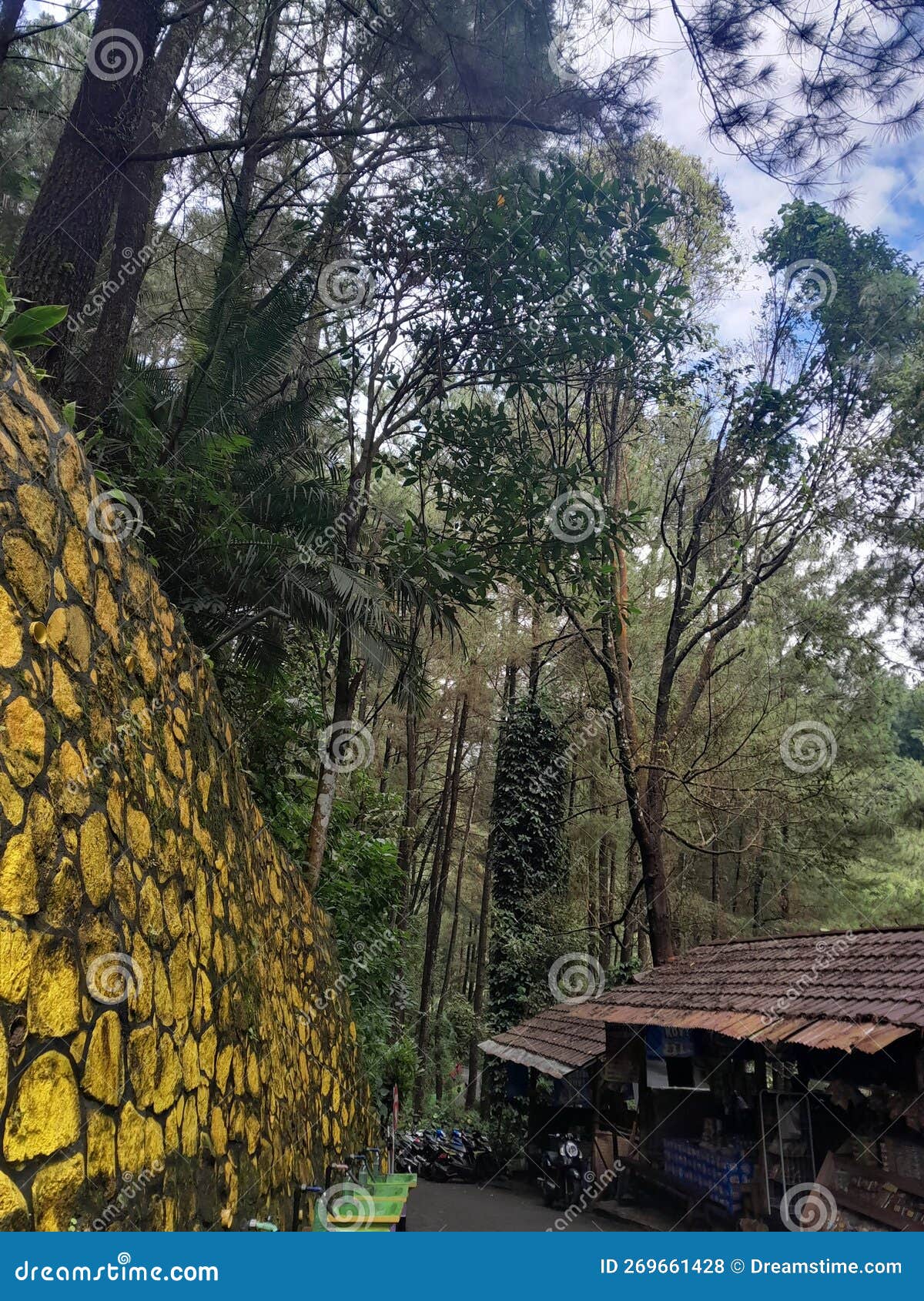 Pine forest in east java stock photo. Image of green - 269661428
