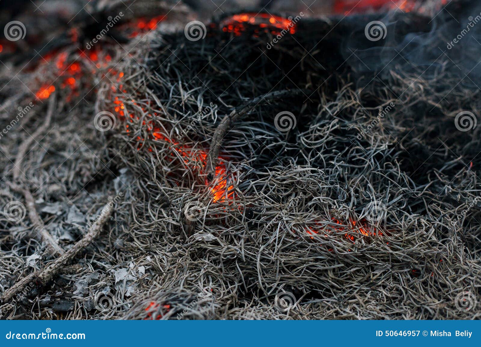 In a Pine Forest Fire Burning Branches and Trees Stock Image Image of