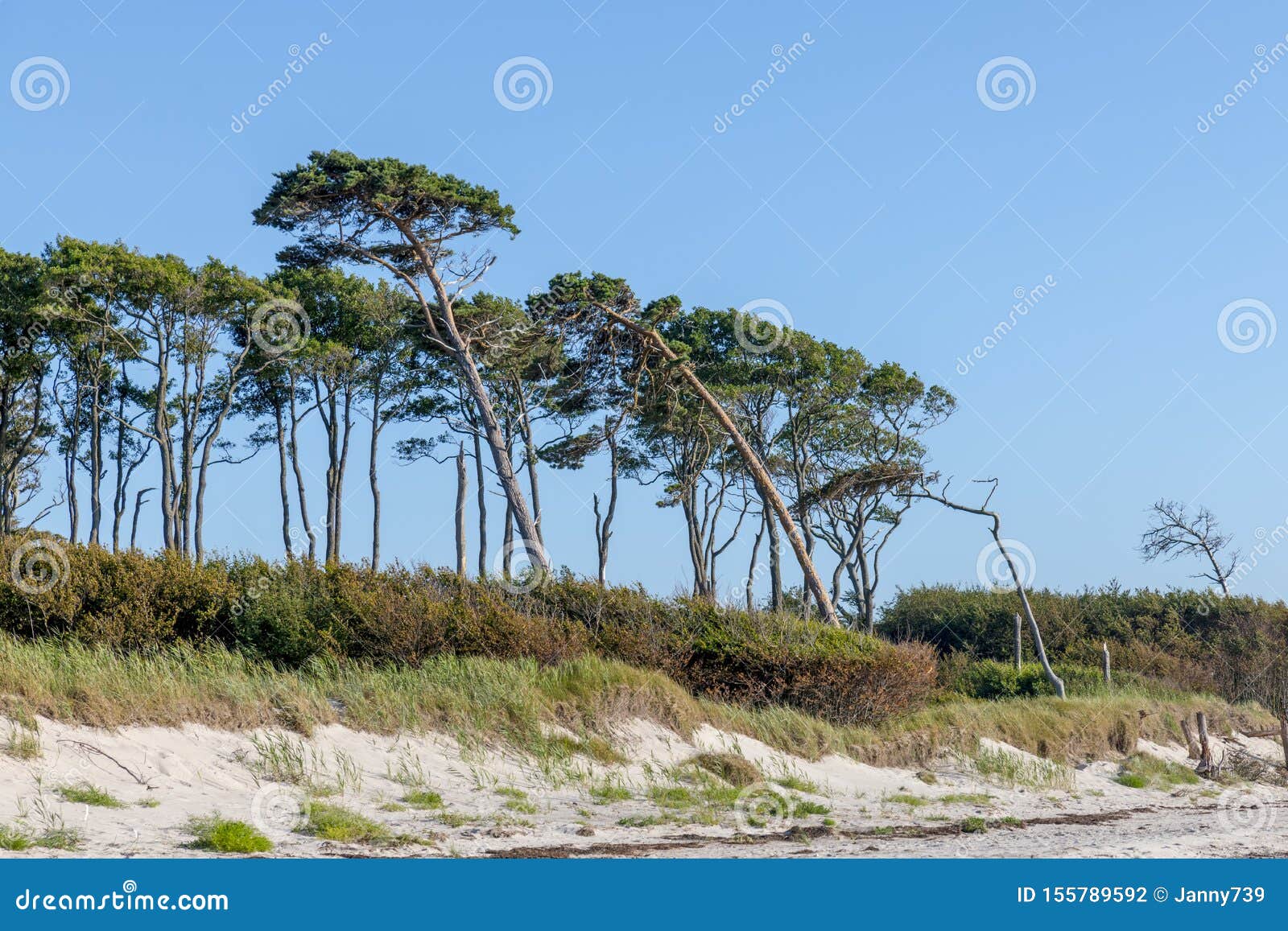Pine Forest on the German Baltic Coast with Dunes, and Sand Stock Photo
