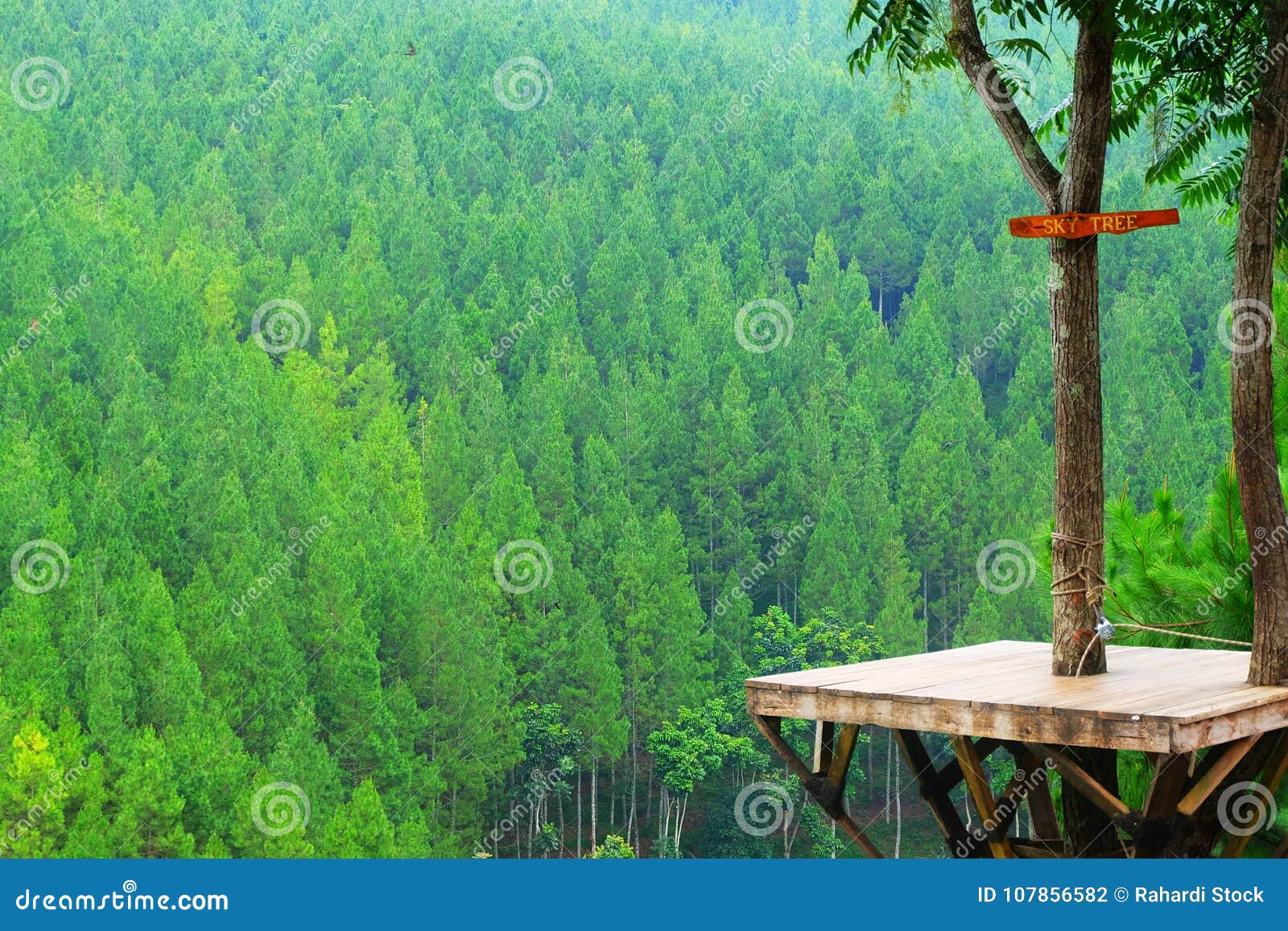 The Pine Forest Green with Nature Sky Wood Stock Photo - Image bandung, island: 107856582