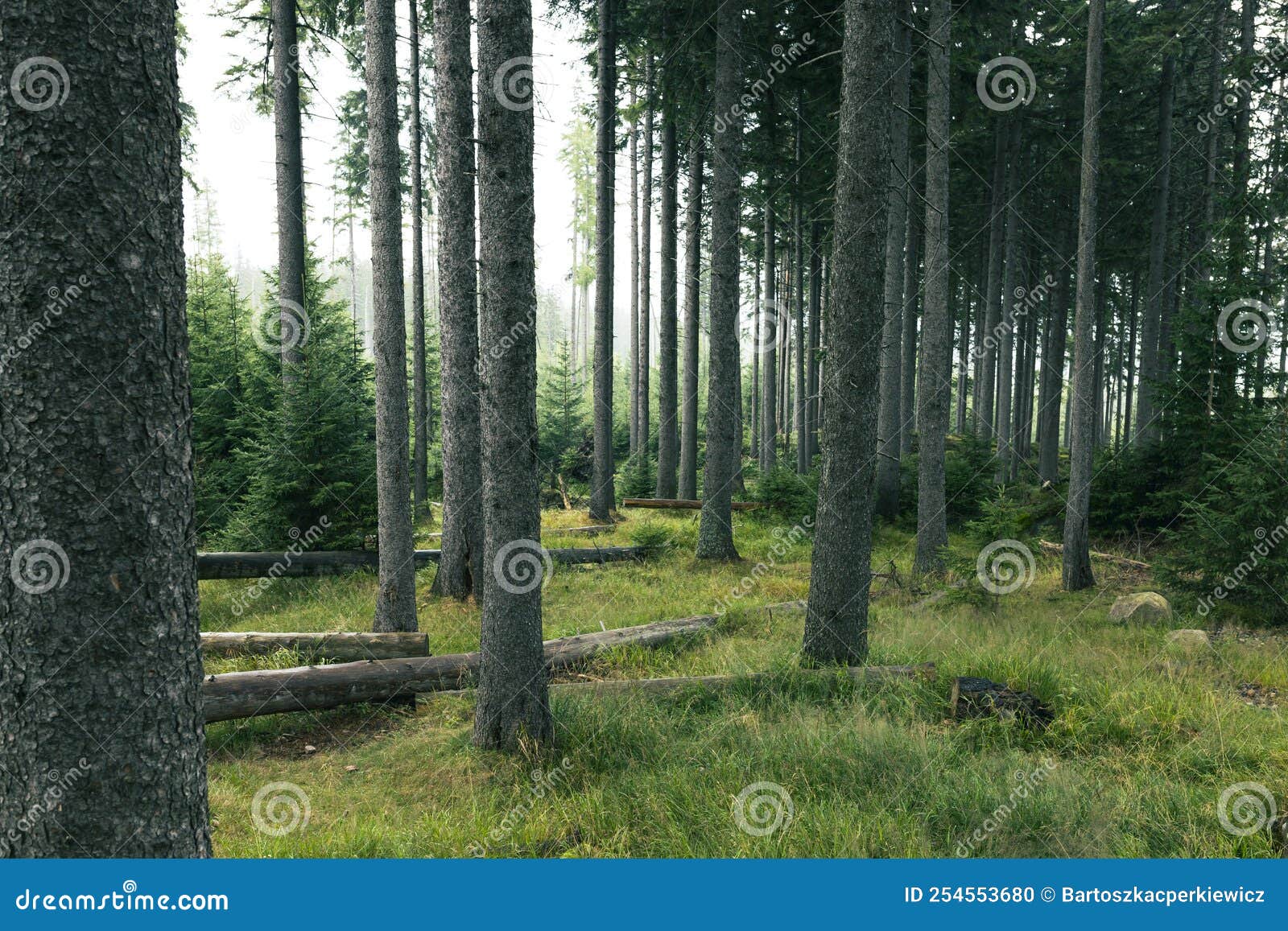 Pine Forest on a Hillside, Foggy Weather Stock Photo Image of pine