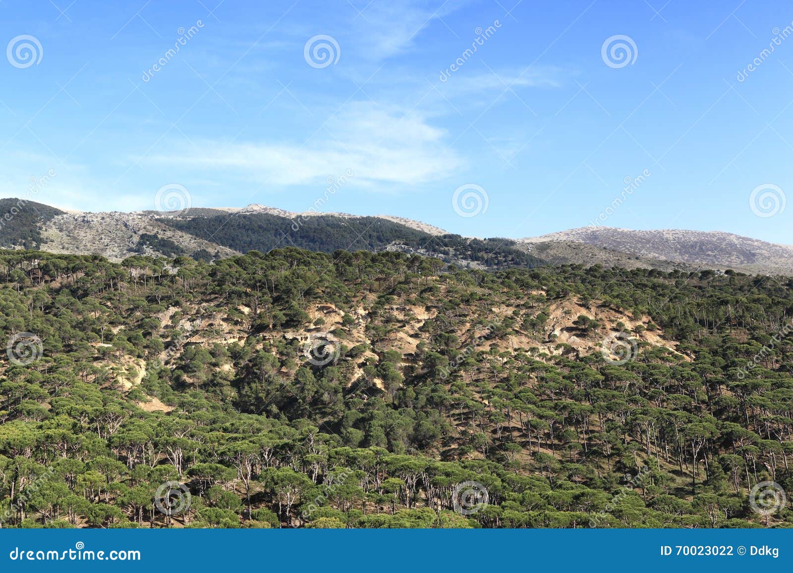 Pine Forest, Lebanon stock photo. Image of rural, trees 70023022
