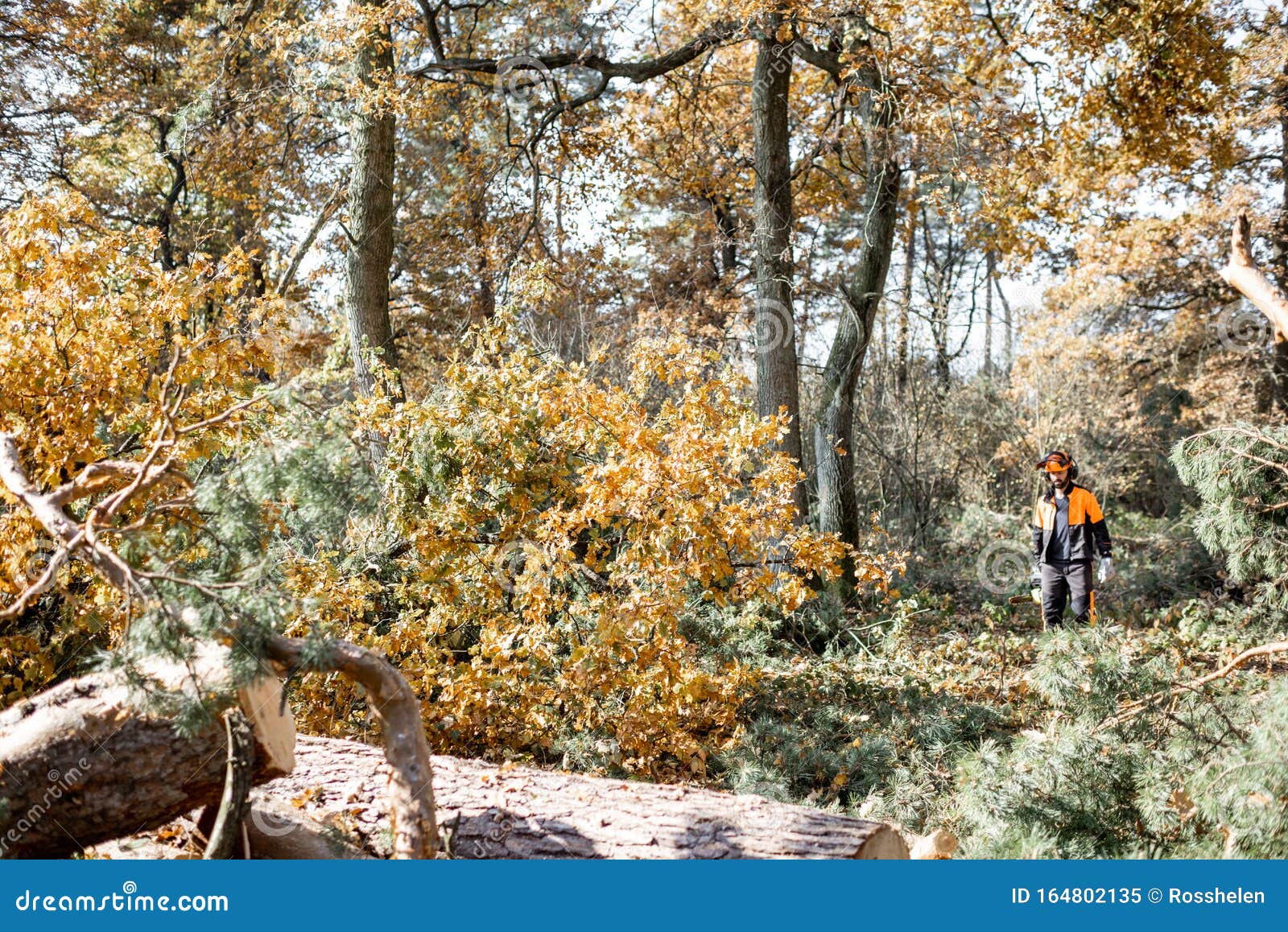 pine forest with lumberman working