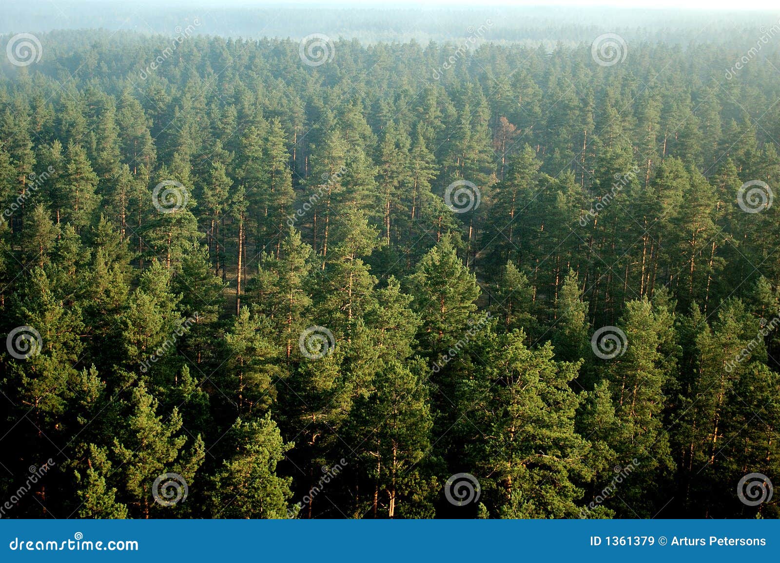 pine forest in mist (aerial)27