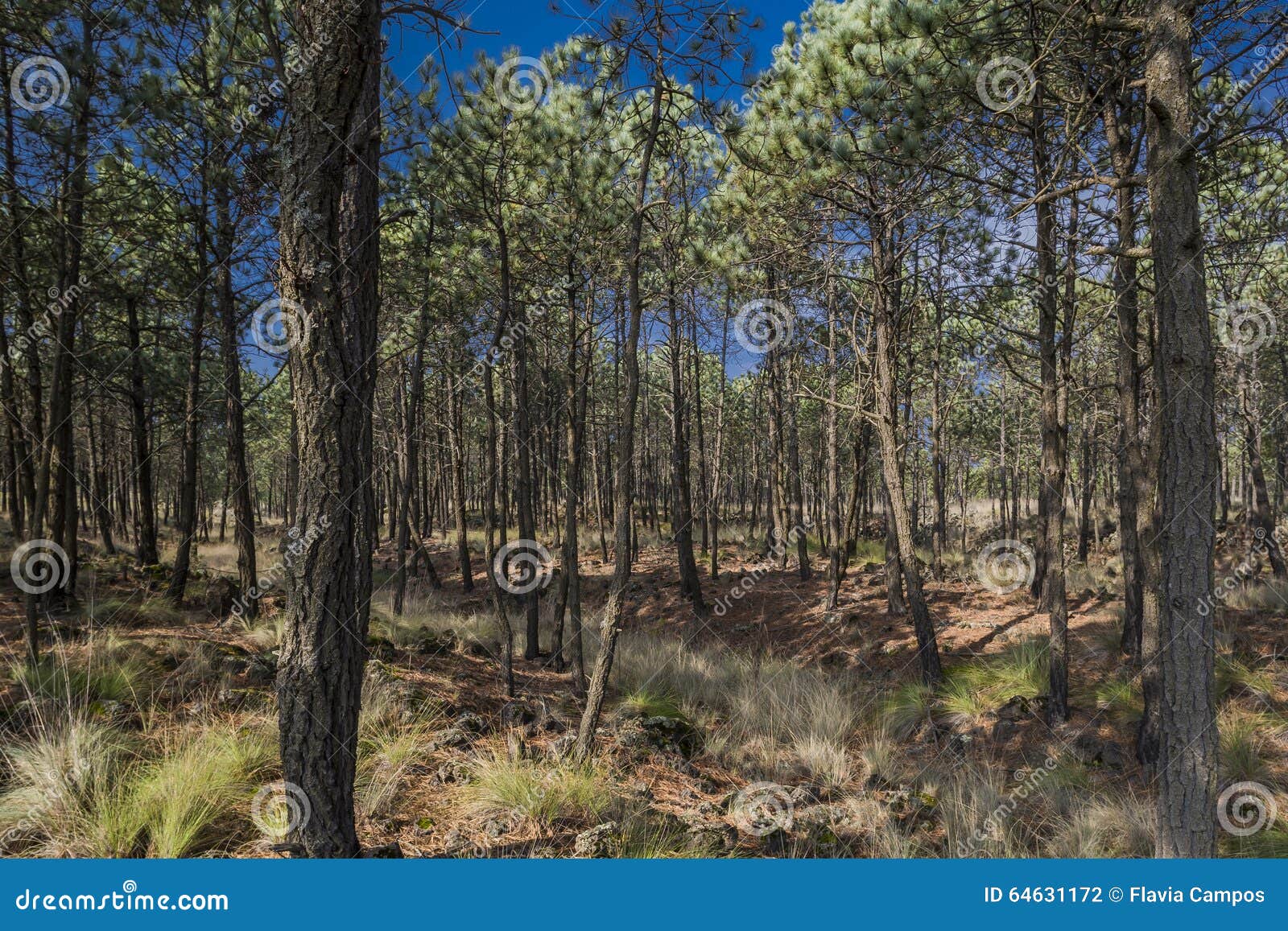 Pine forest stock photo. Image of cold, land, mexico 64631172