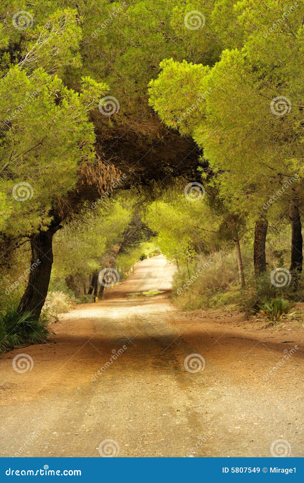 Pine Forest Road stock image. Image of route, pine, pathway 5807549