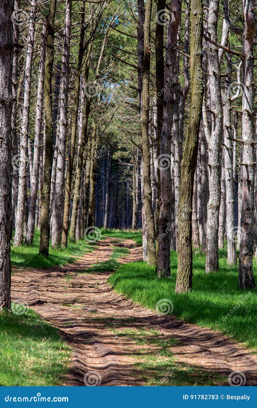 The pine forest with road. stock image. Image of park 91782783