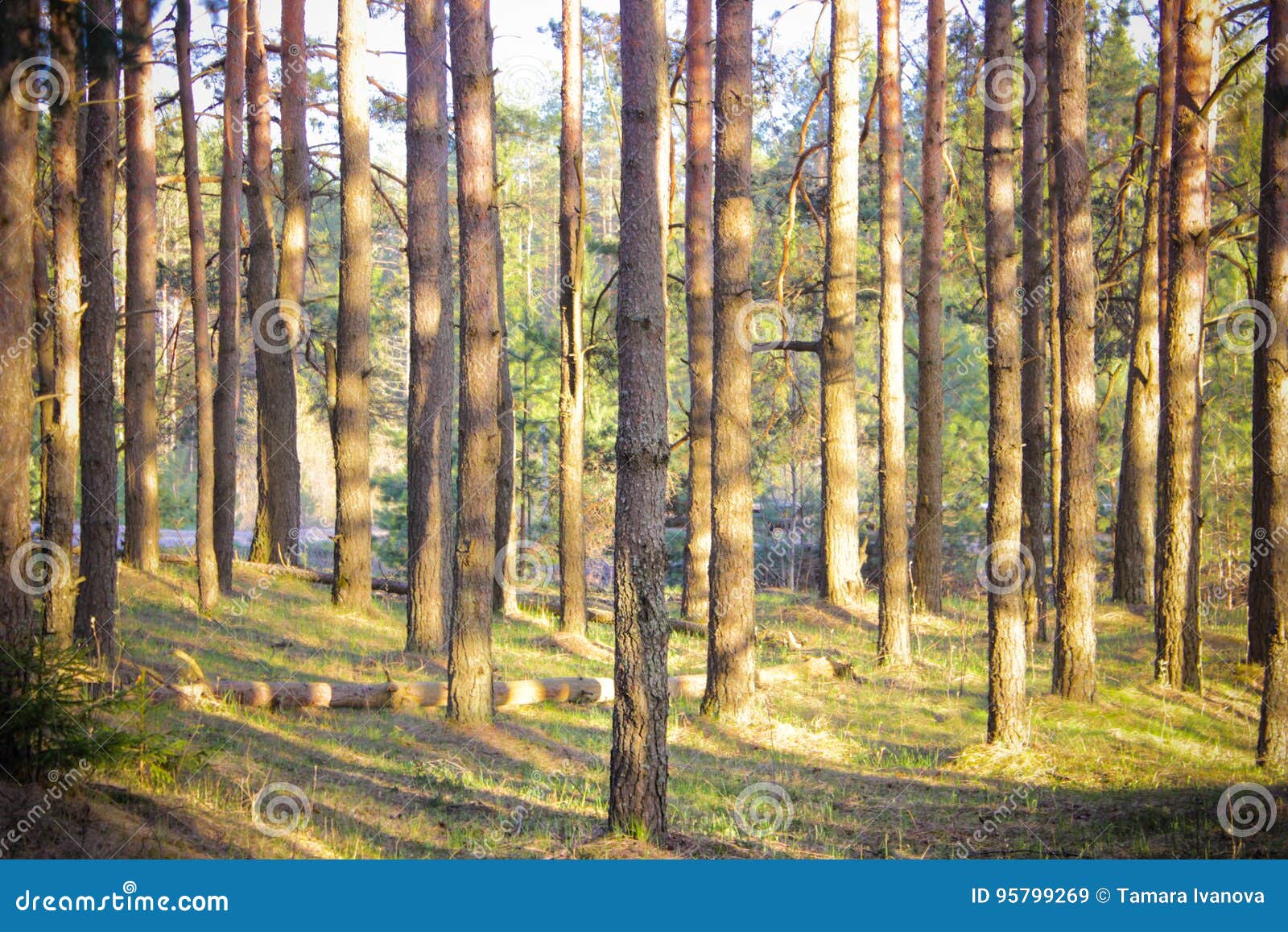 Pine Forest At Sunset A Ray Of Sunshine Peeks Through The Trees Stock