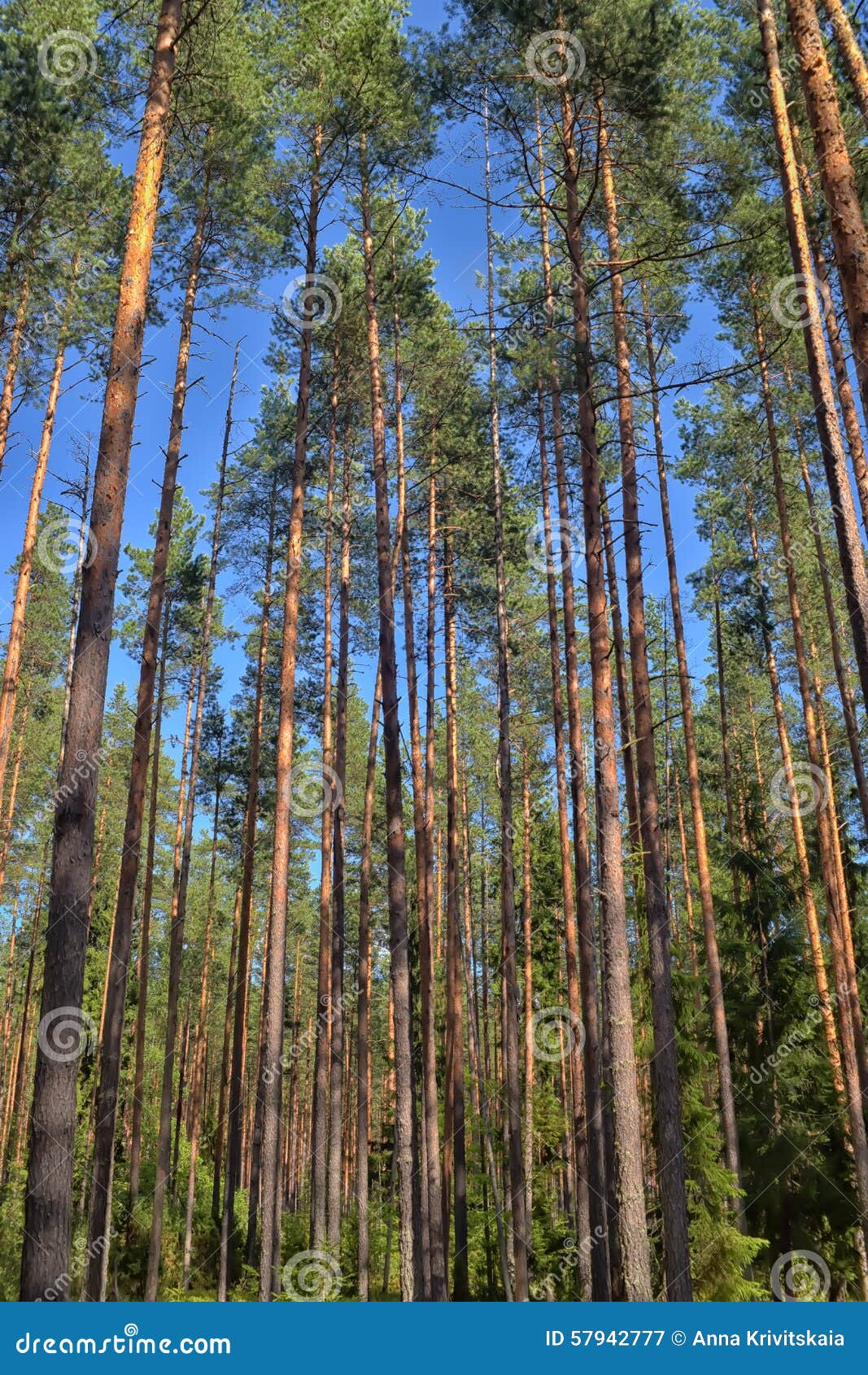 Pine Forest Stock Image Image Of Lush Landscapes Cloud 57942777