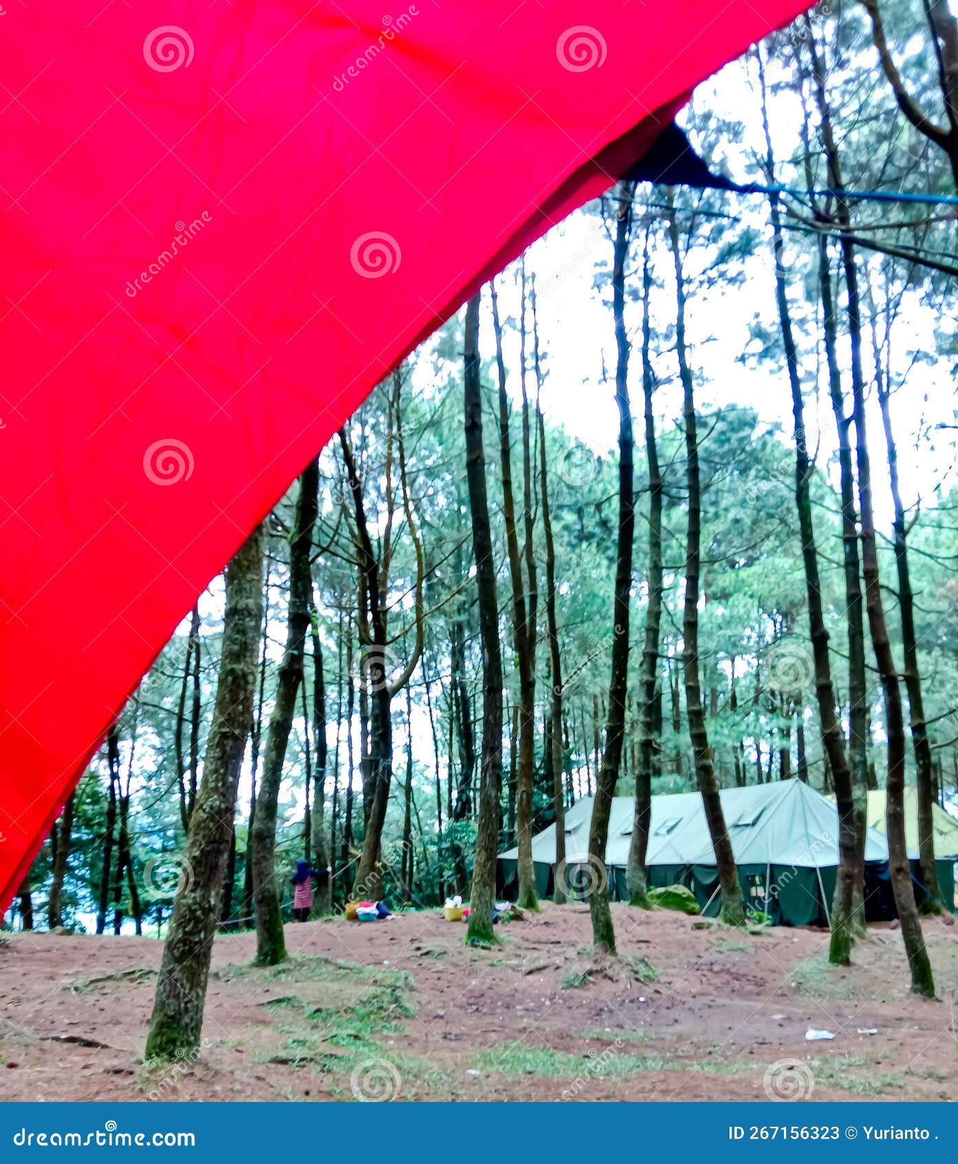 Pine forest view stock image. Image of relaxation, holiday 267156323
