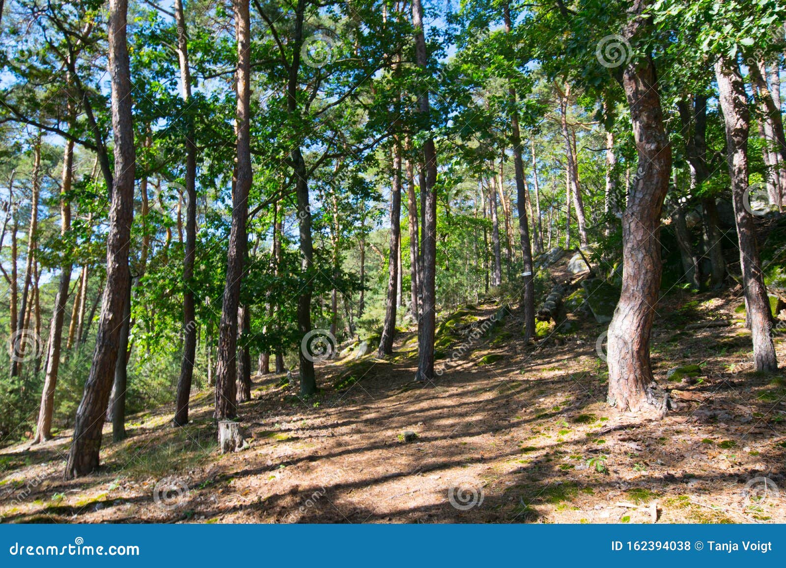 pine forest in the vosges mountains in france