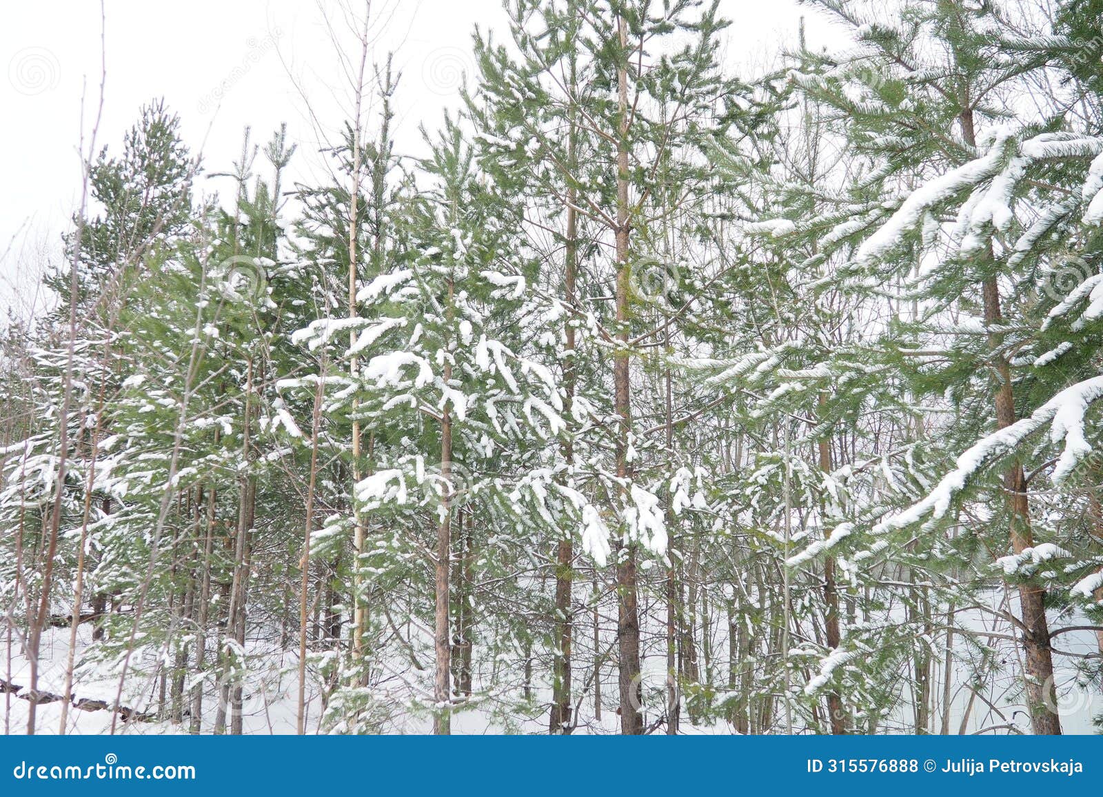 pine forest in winter during the day in severe frost, karelia. snow on the coniferous branches. frosty sunny weather