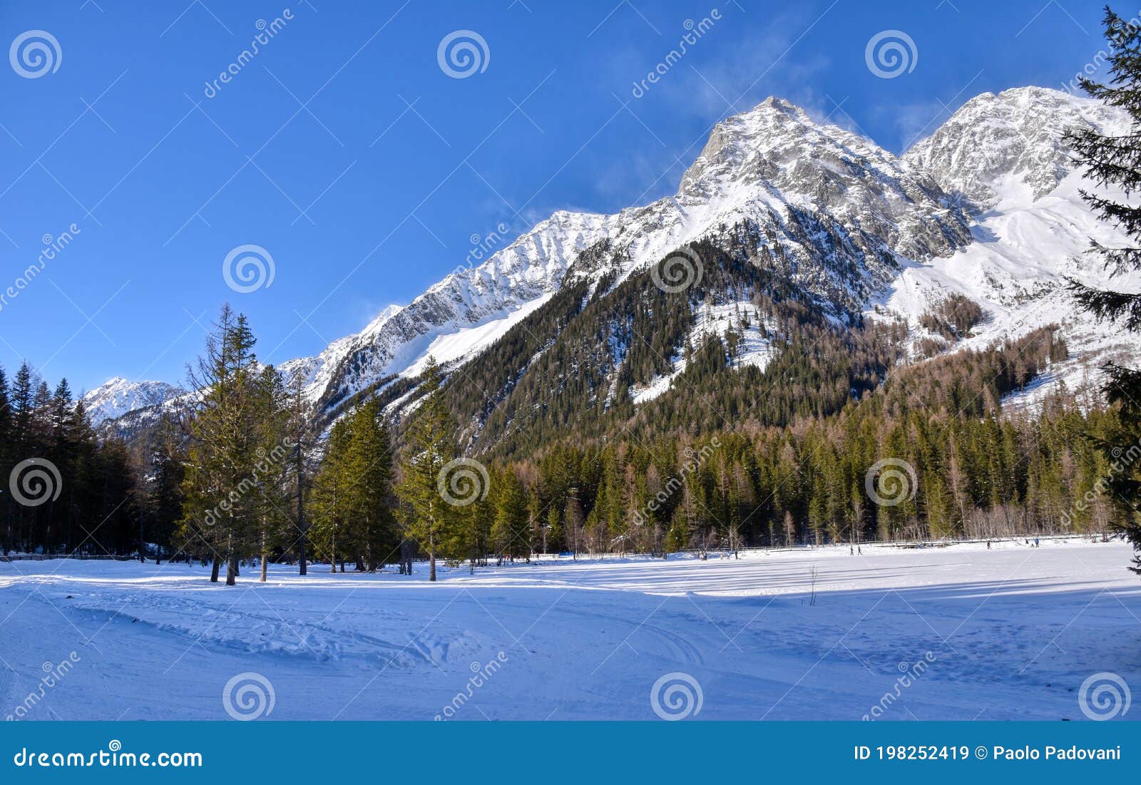 Pine forests stock image. Image of peaks, mountains 198252419