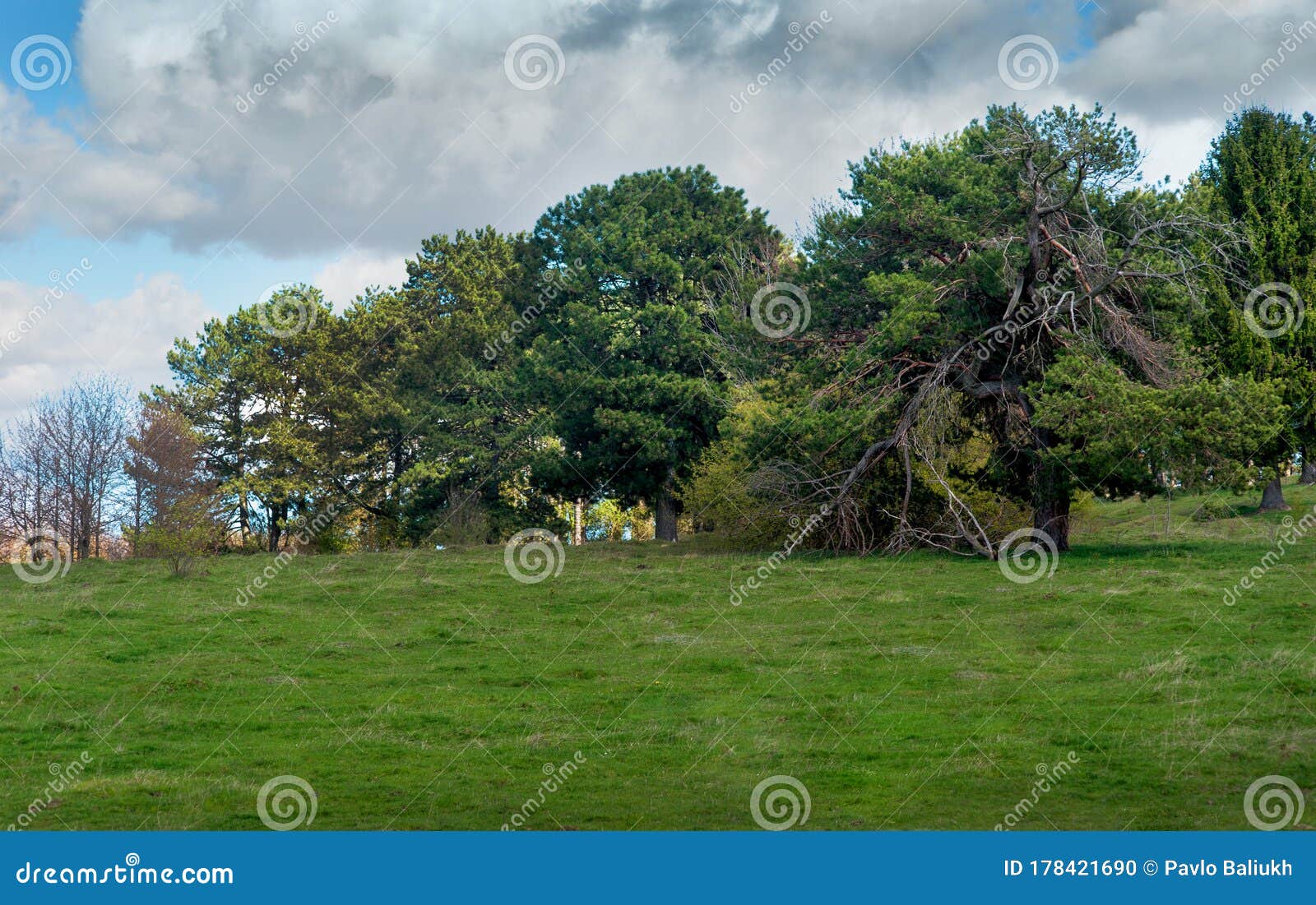 Pine Grove on a Hill, Twisted Stock Photo Image of season, trees
