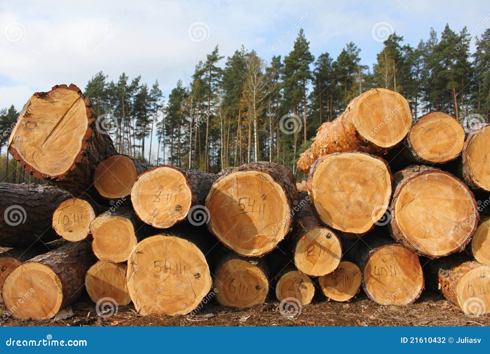 Pine logs stock photo. Image of cross, november, autumn 21610432