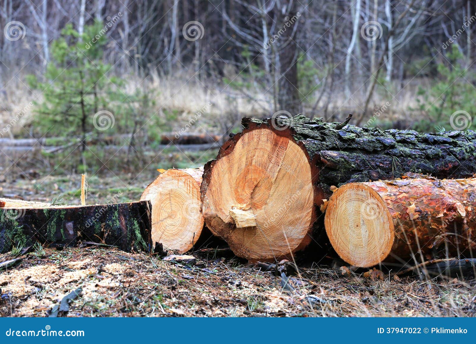 Pine logs stock photo. Image of background, industrial 37947022