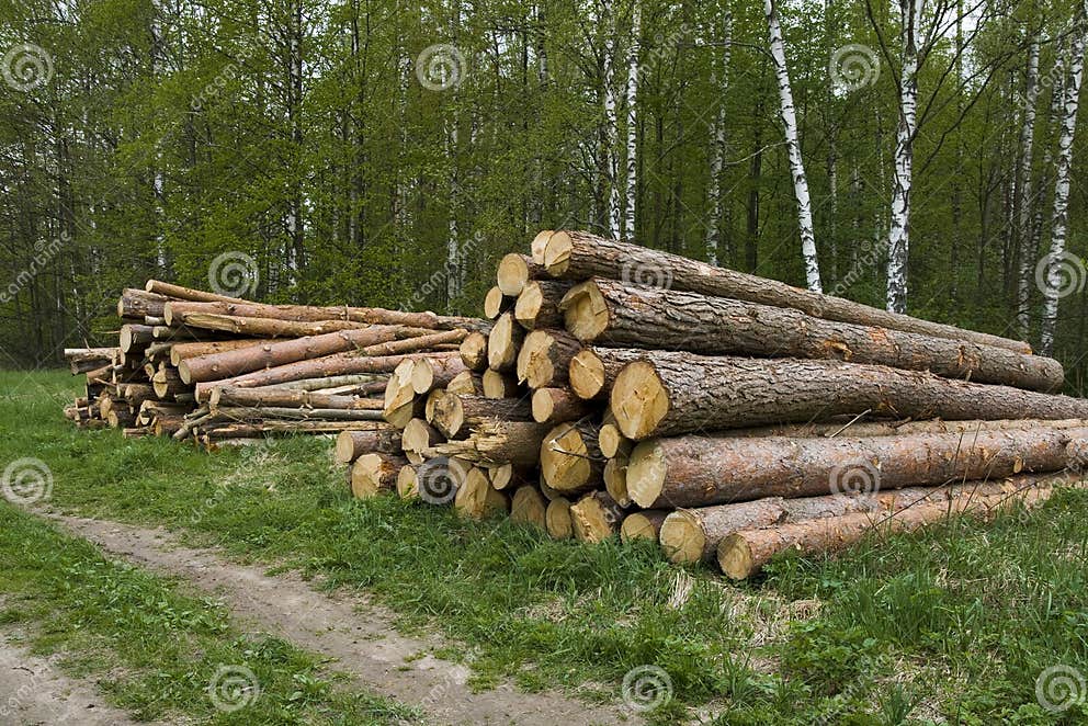 Pine logs stock photo. Image of logs, harvest, background 5049796