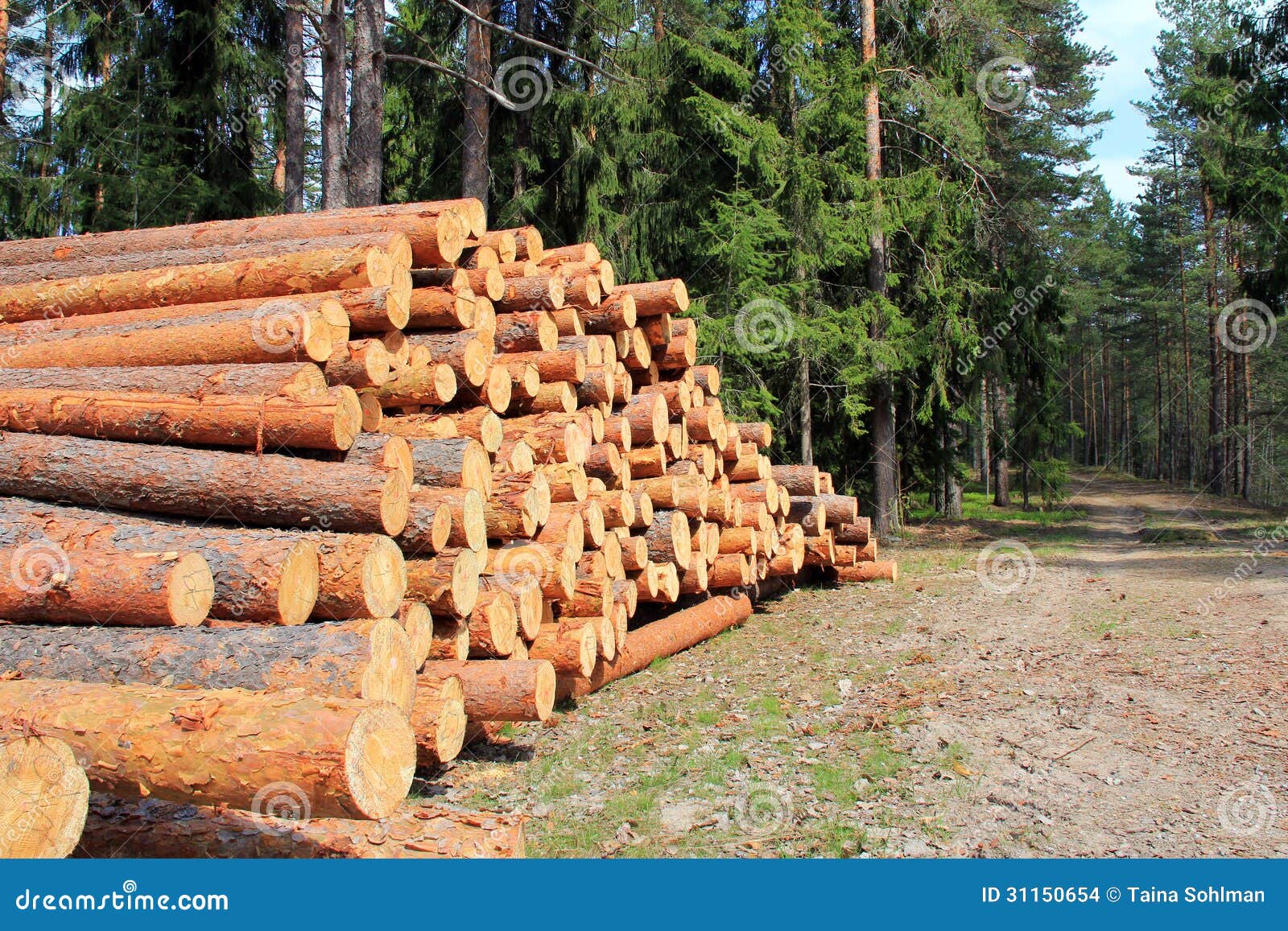 pine logs in spring forest