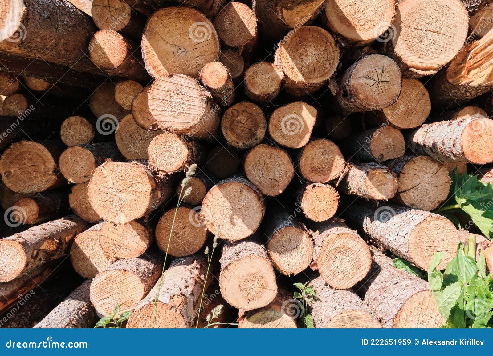 Pine Logs. Wood Processing Industry. Environmental Concerns Stock Image