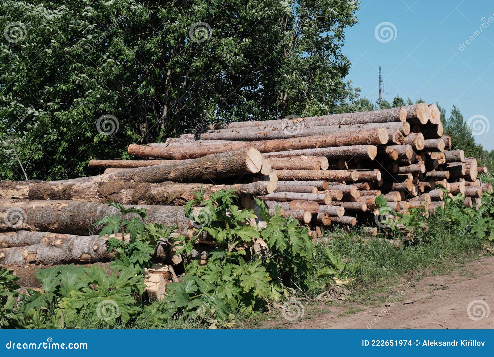 Pine Logs. Wood Processing Industry. Environmental Concerns Stock Photo