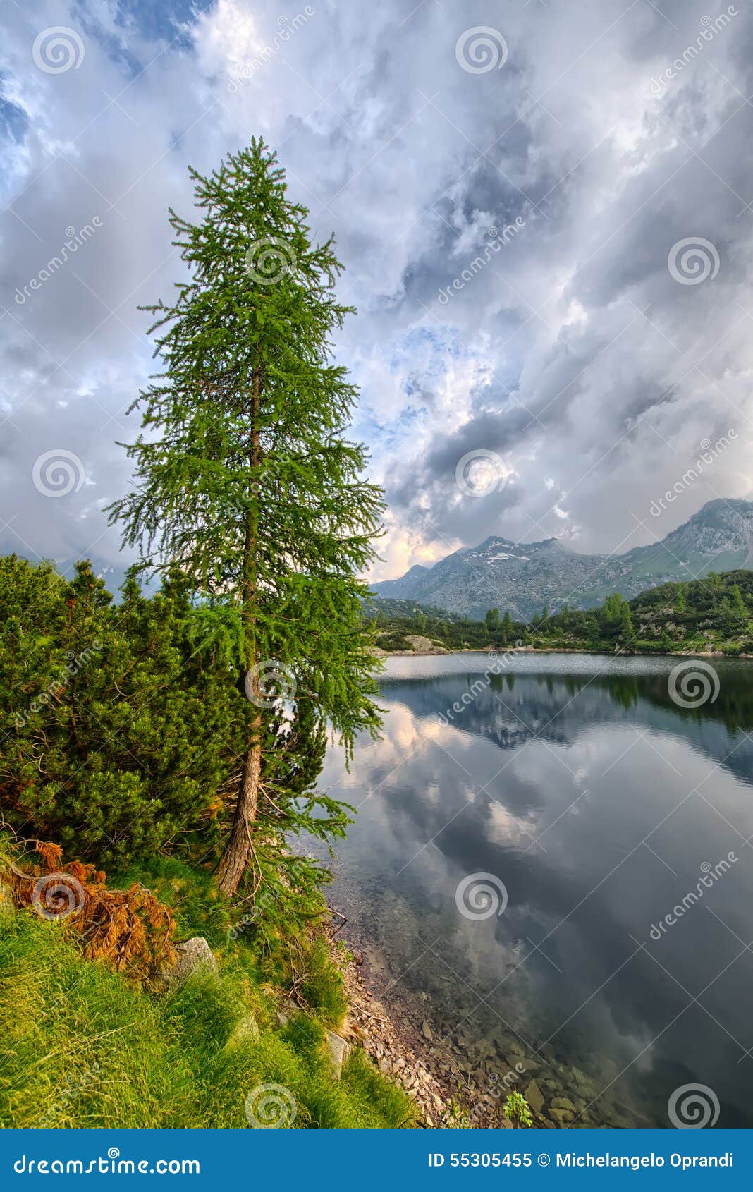 Pine in a mountain lake stock image. Image of scenery 55305455