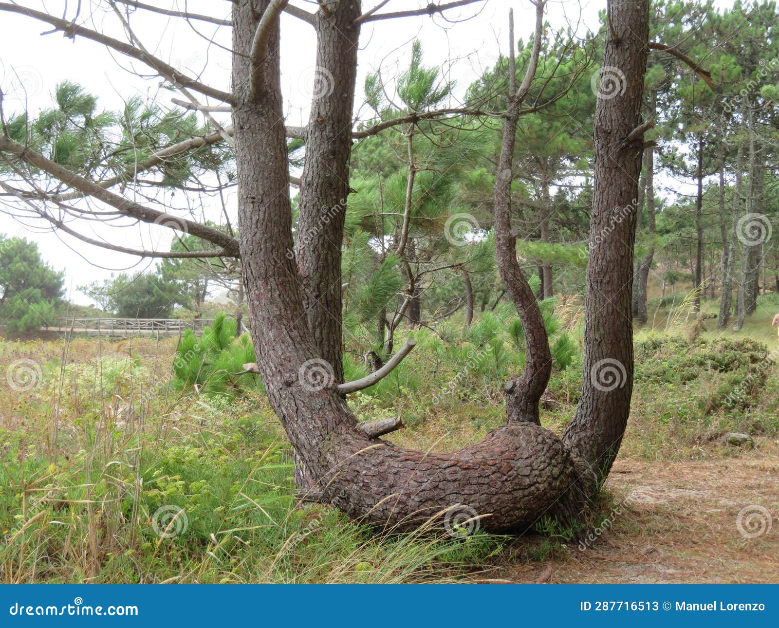 pine natural beautiful pine cone branches big tall pine nuts shadow