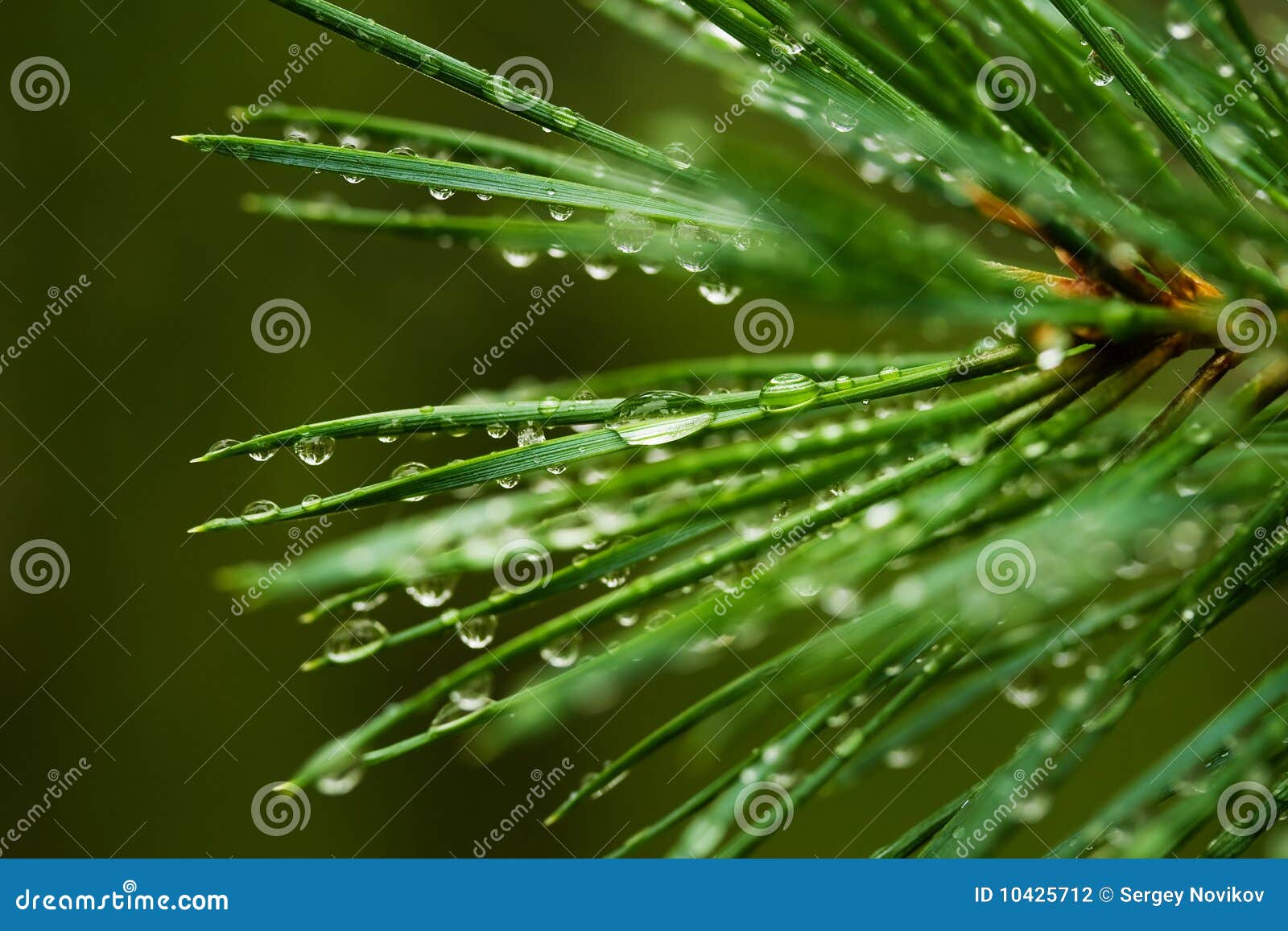 pine needle with dewdrops