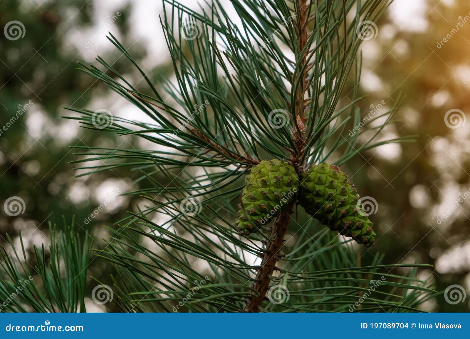 Pine Needle Shape Leaves with Young Cone in a Forest Stock Photo