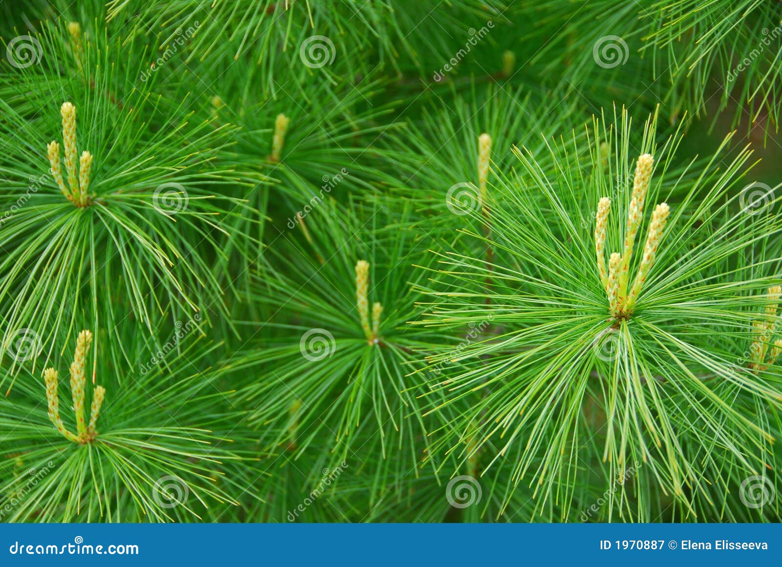 Pine needles stock image. Image of needle, grow, greenery 1970887