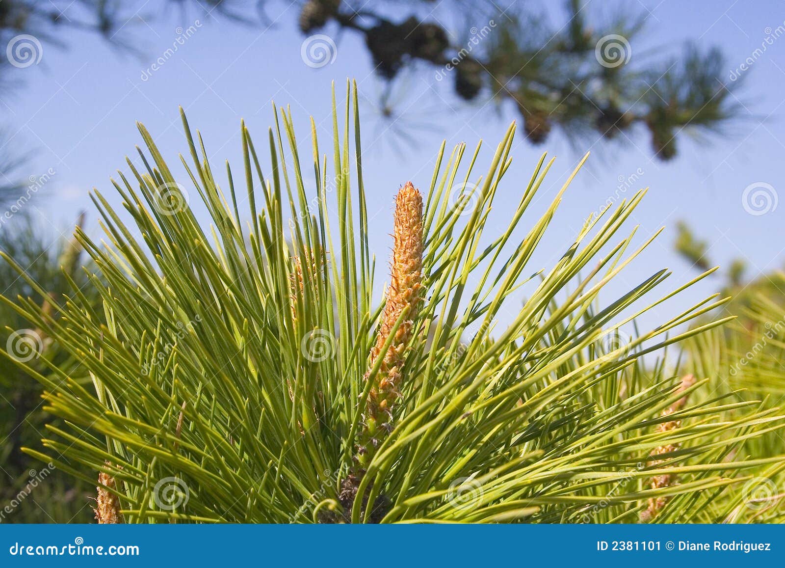 Pine needles stock image. Image of growth, detail, green 2381101
