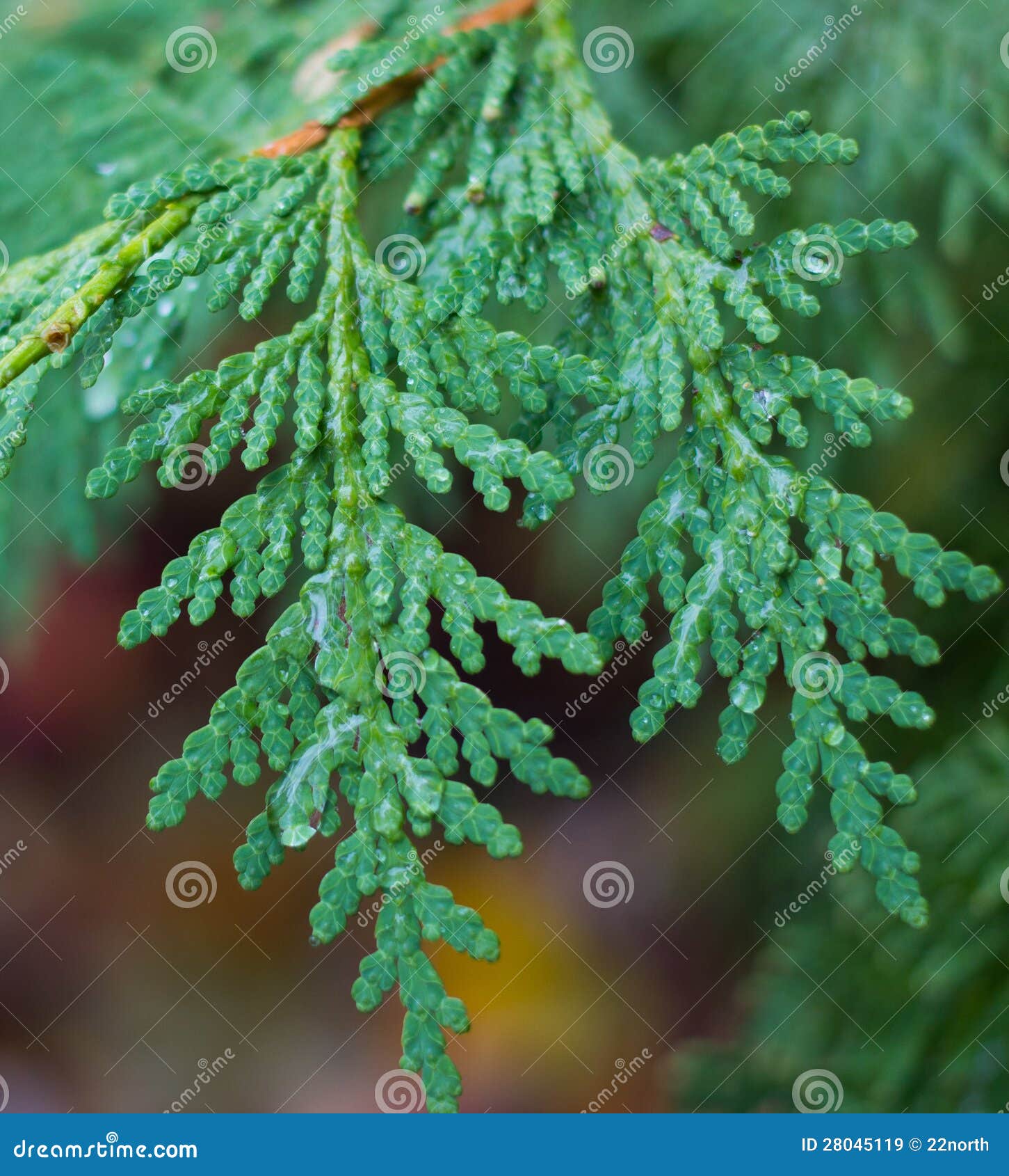 Pine Needles stock image. Image of pines, close, bush 28045119