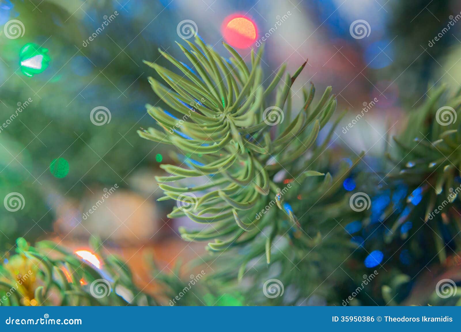 Pine needles stock photo. Image of nature, tree, plants 35950386