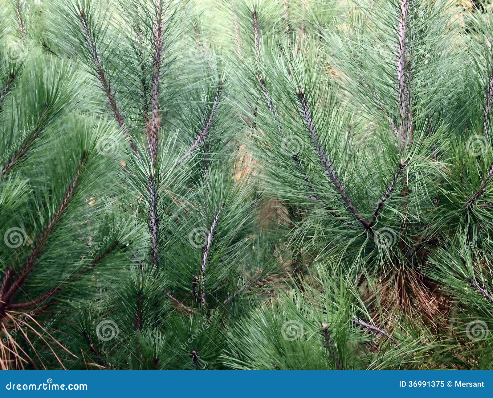 Pine needles stock image. Image of pinewood, green, wood 36991375