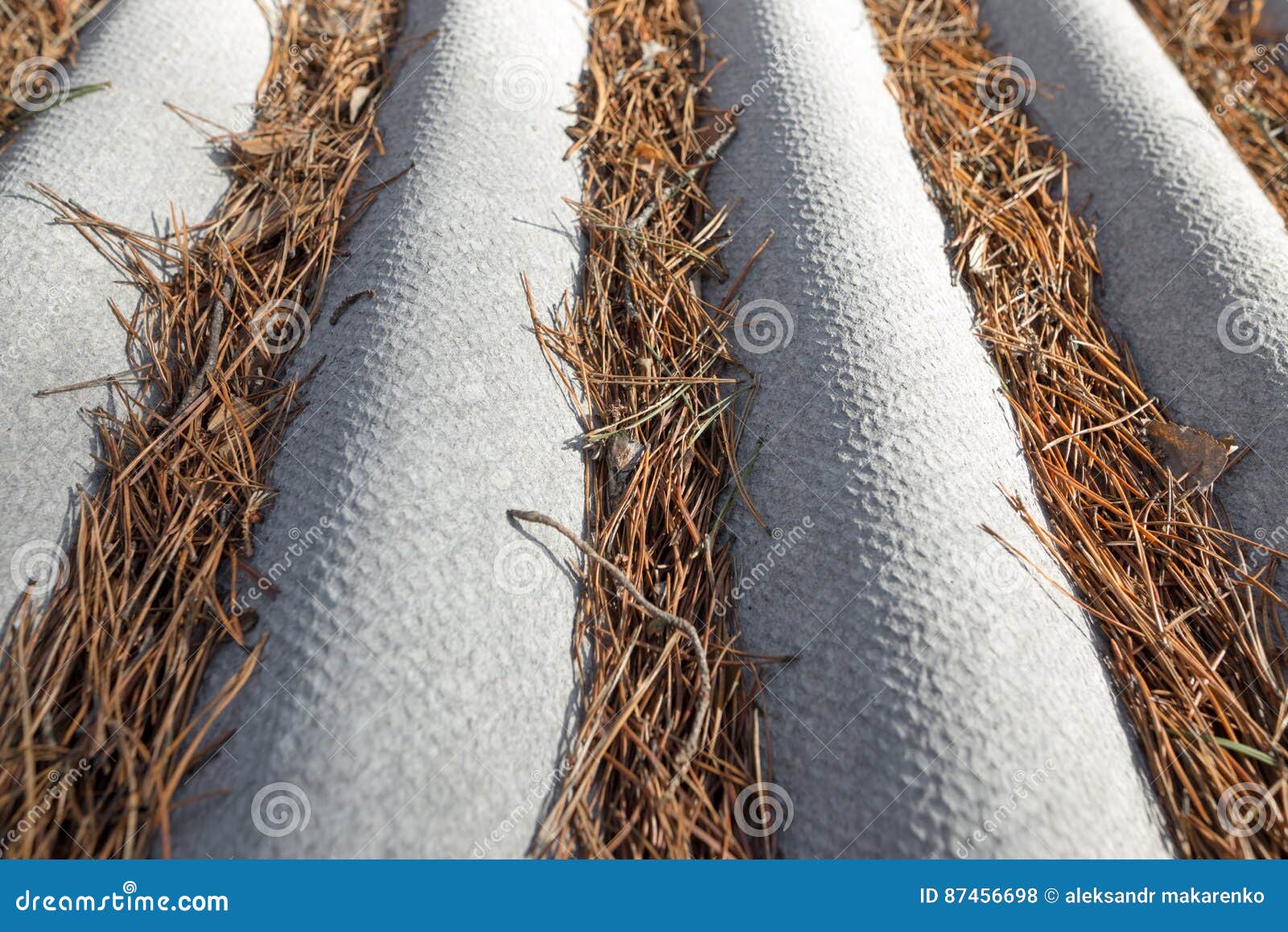 Pine Needles on the Roof Slate at Home Stock Photo Image of house