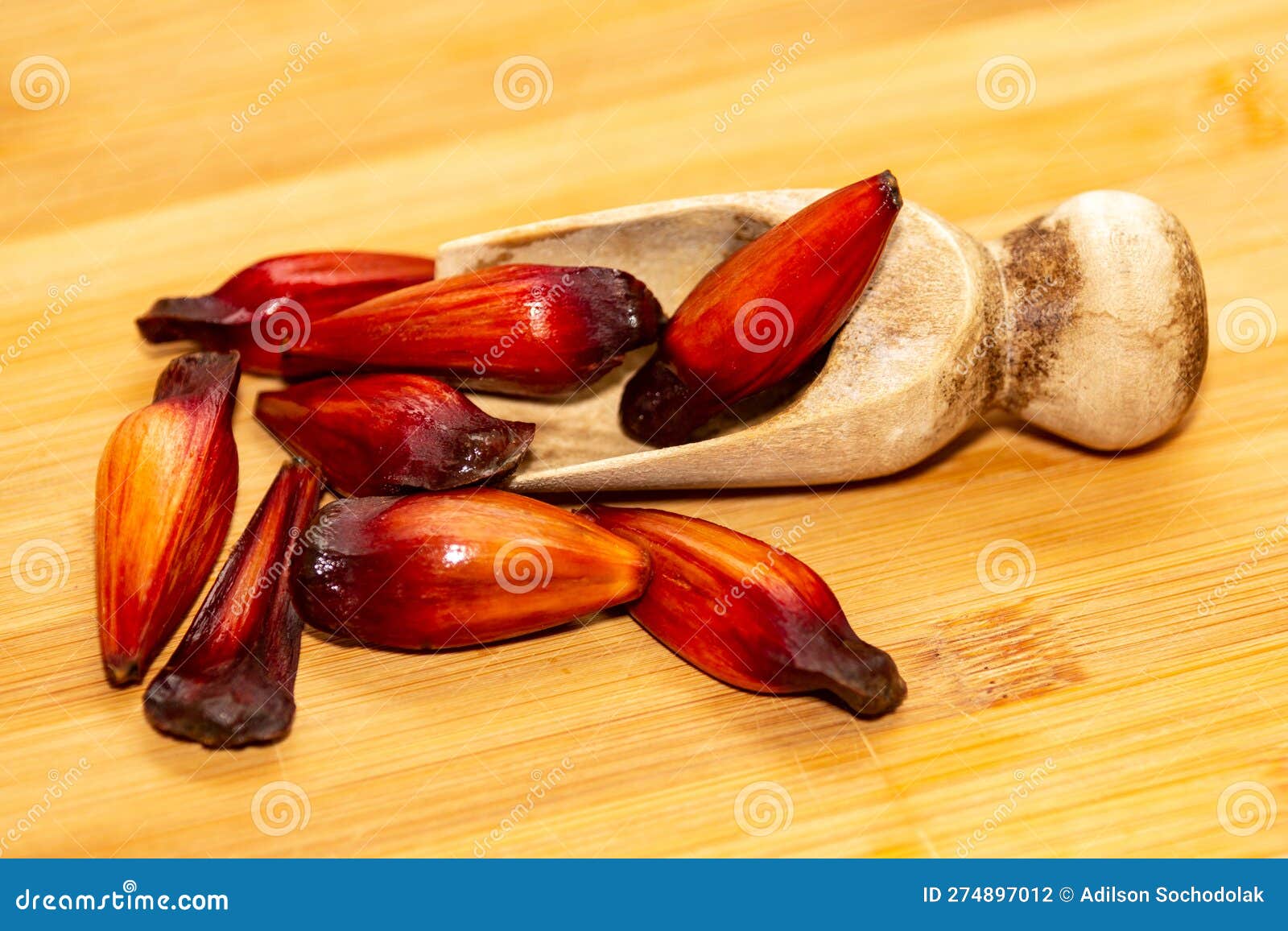 pine nuts of the paranÃ¡ pine (araucaria angustifolia). pinhÃ£o fruit