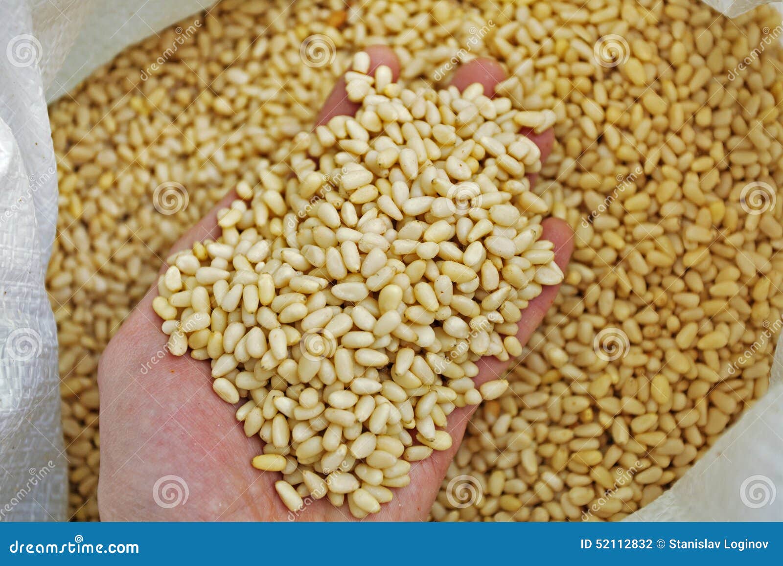 Pine Nuts Production Factory Stock Photo Image of cedar, warehouse