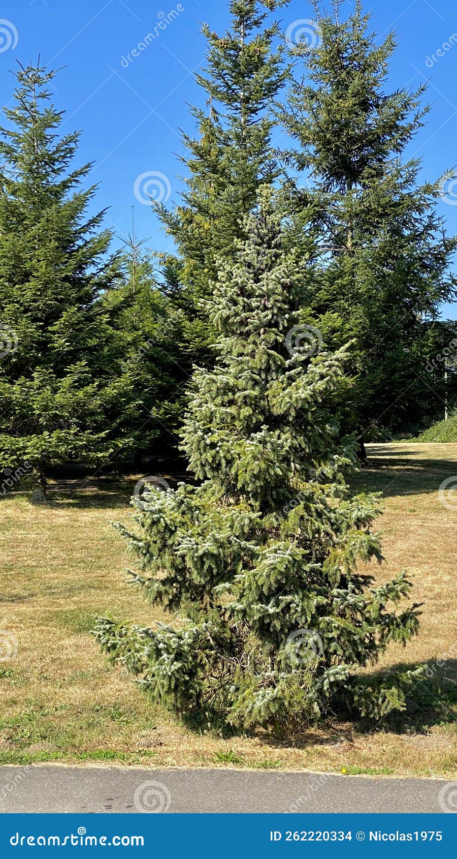 Pine Oak Christmas Tree Wood Stock Photo Image of autumn, blue 262220334