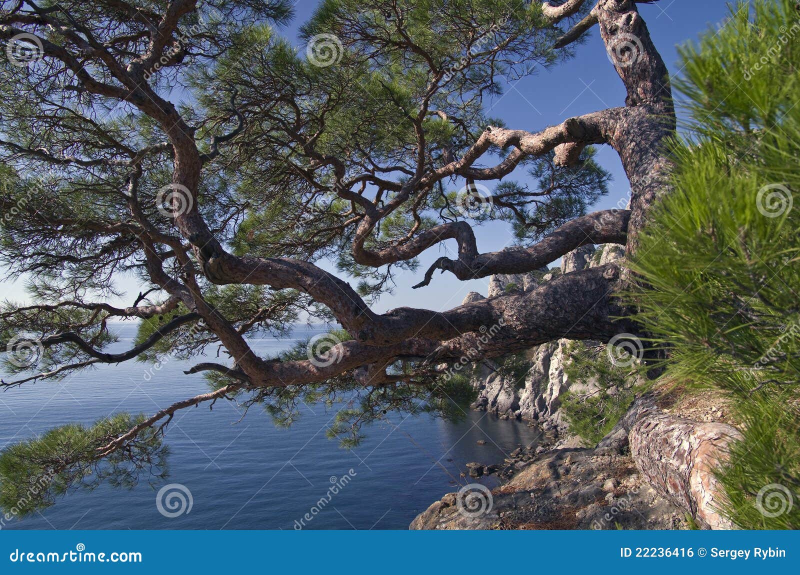 Pine over the sea stock photo. Image of blue, idyllic - 22236416