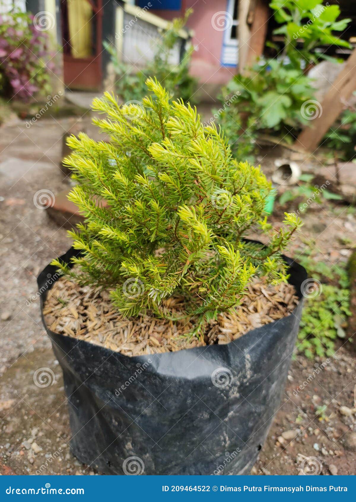 Pine Plants are in Black Flower Pots Stock Photo Image of shrub, produce 209464522