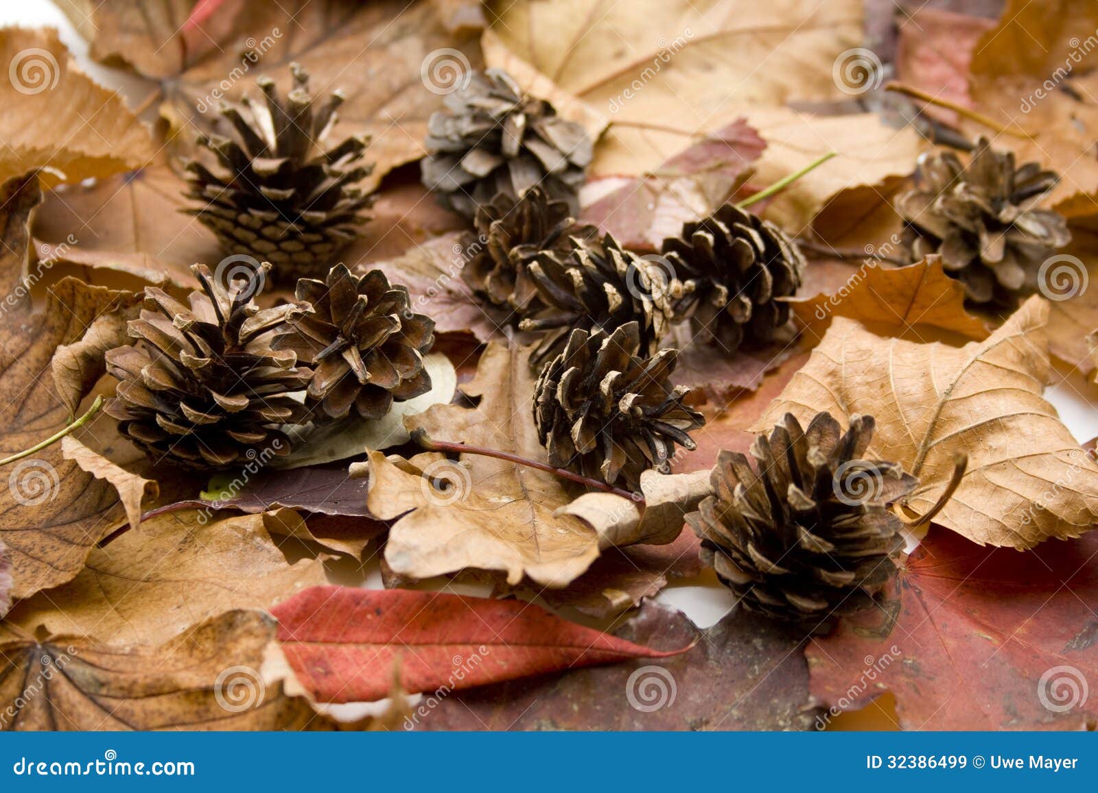Pine plugs stock image. Image of tree, nature, plugs 32386499