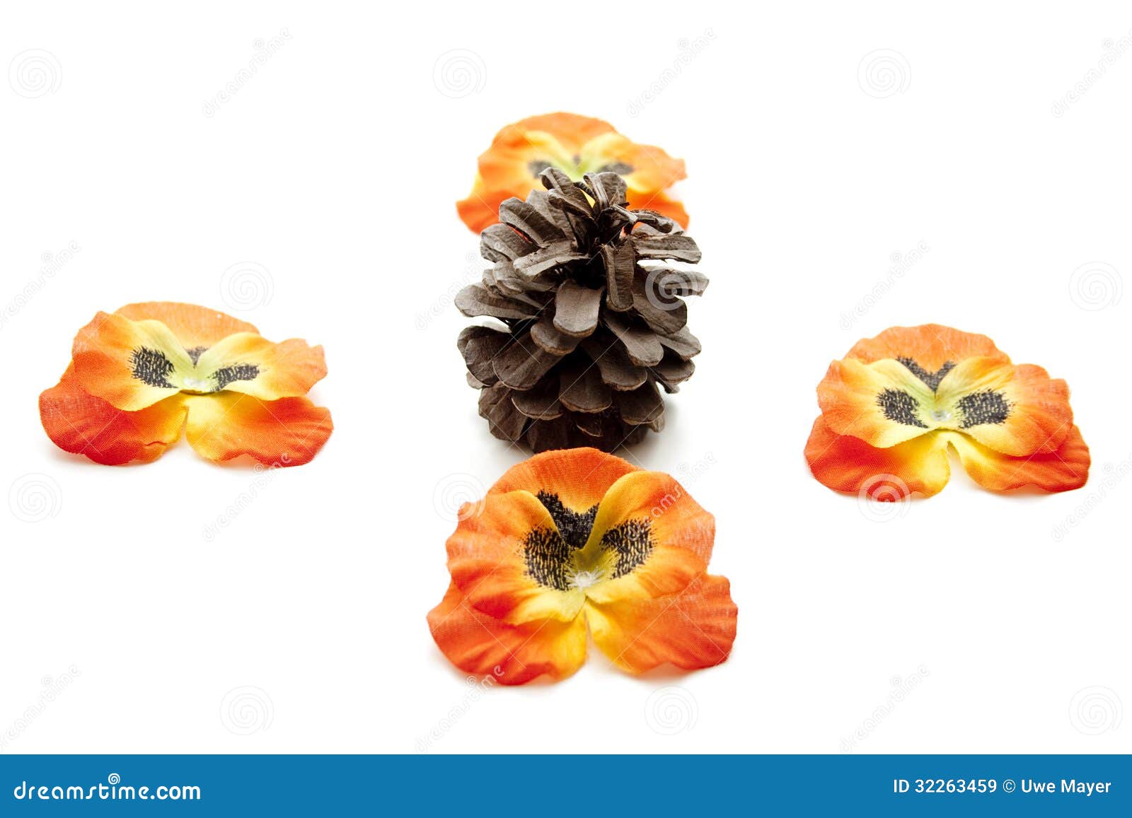 Pine plugs stock image. Image of household, plugs, blossoms 32263459