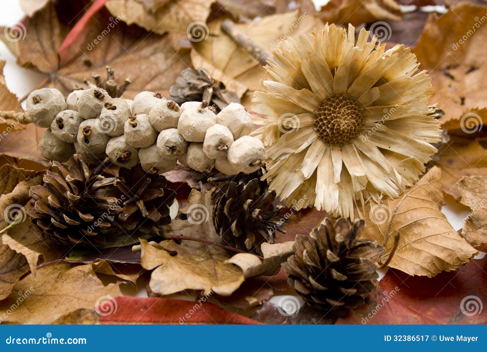 Pine Plugs with Straw Flower Stock Image Image of foliage, nature