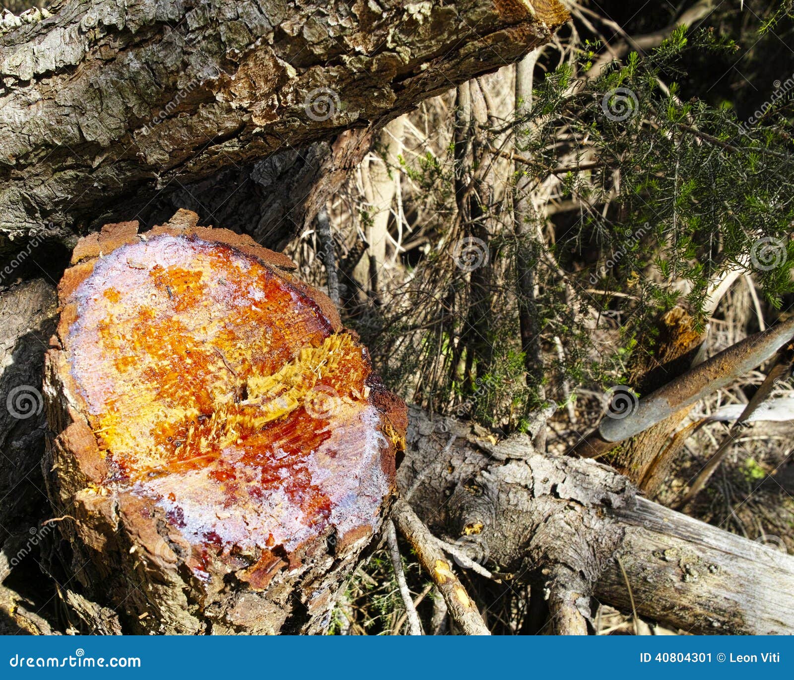 Pine resin stock image. Image of horizontal, flora, drip 40804301