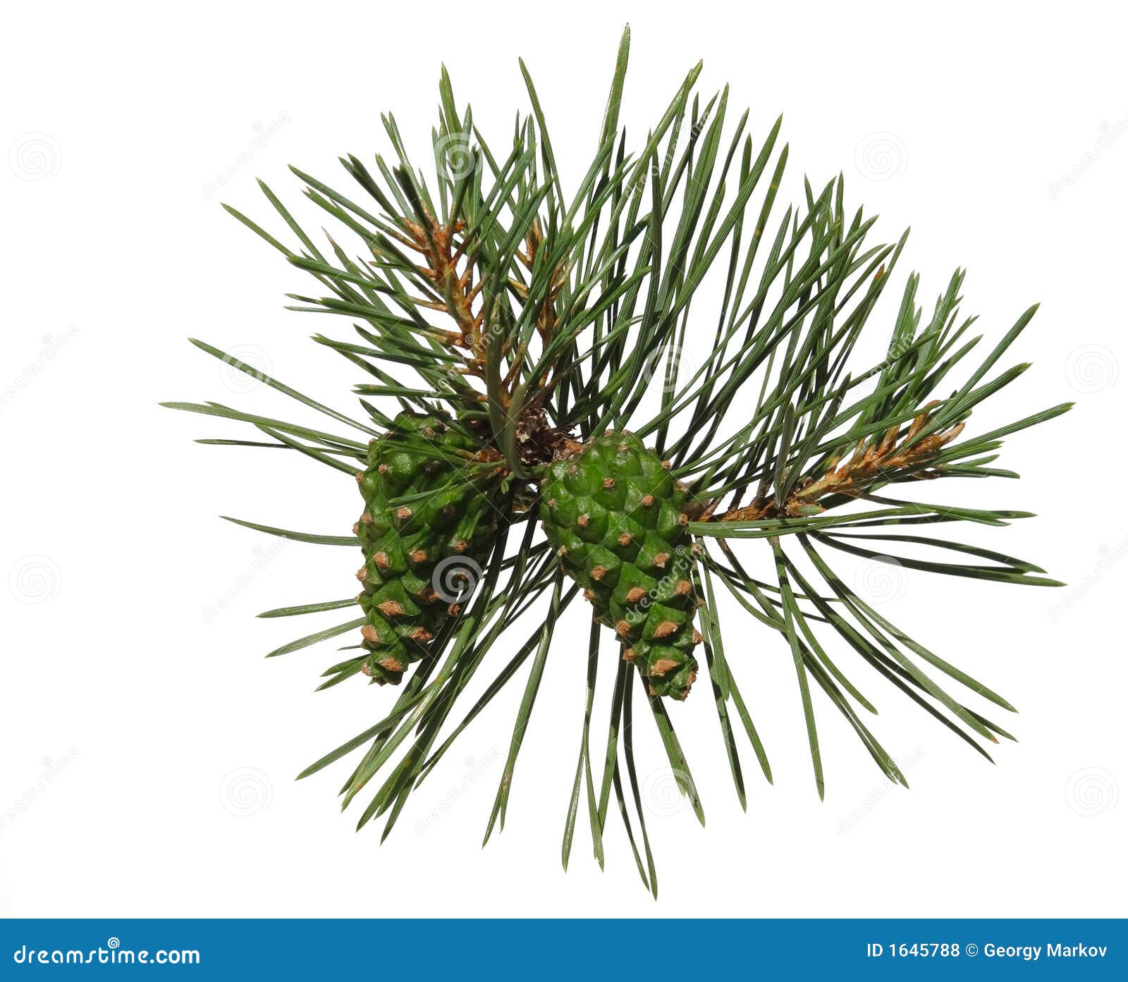 pine shoot with two cones