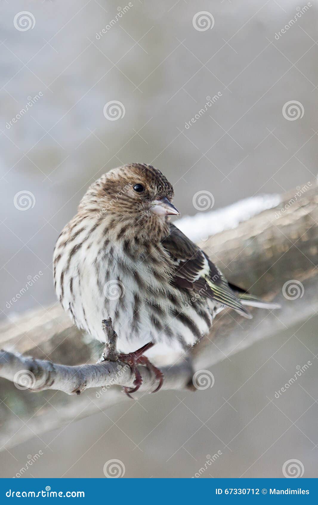 pine siskin pine siskin